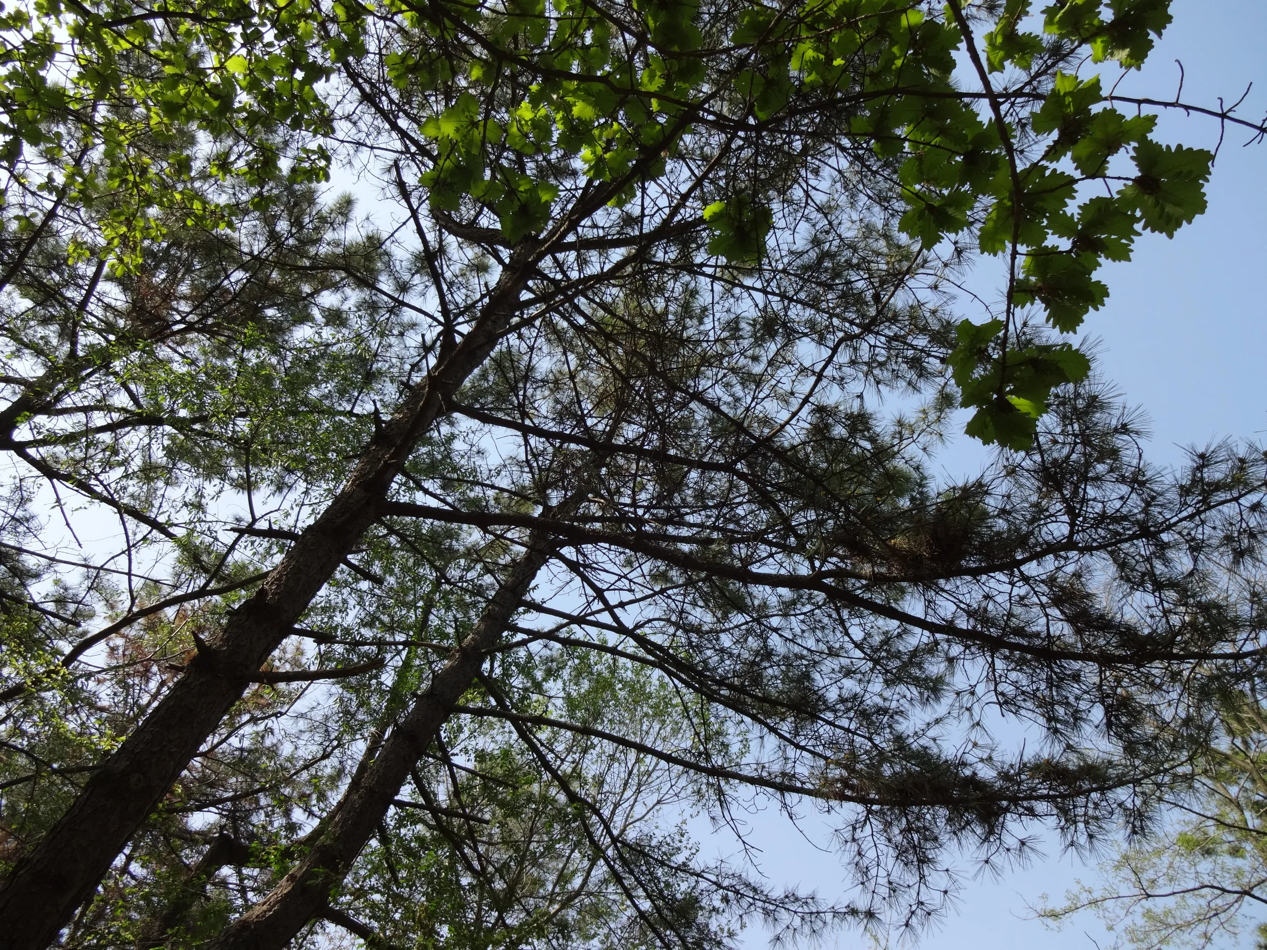 コンクリートで作られた堡塁