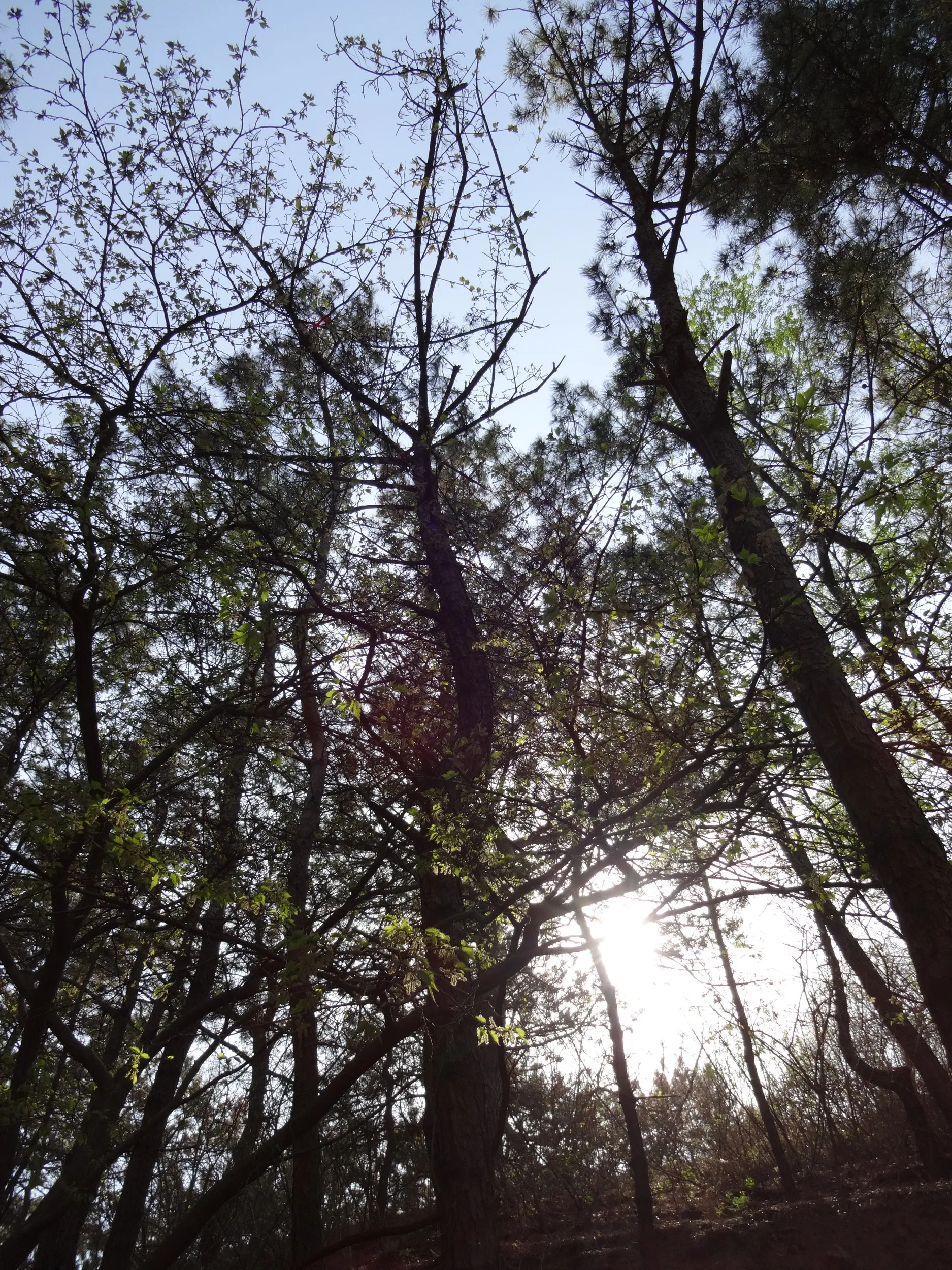 木々が生い茂る堡塁跡