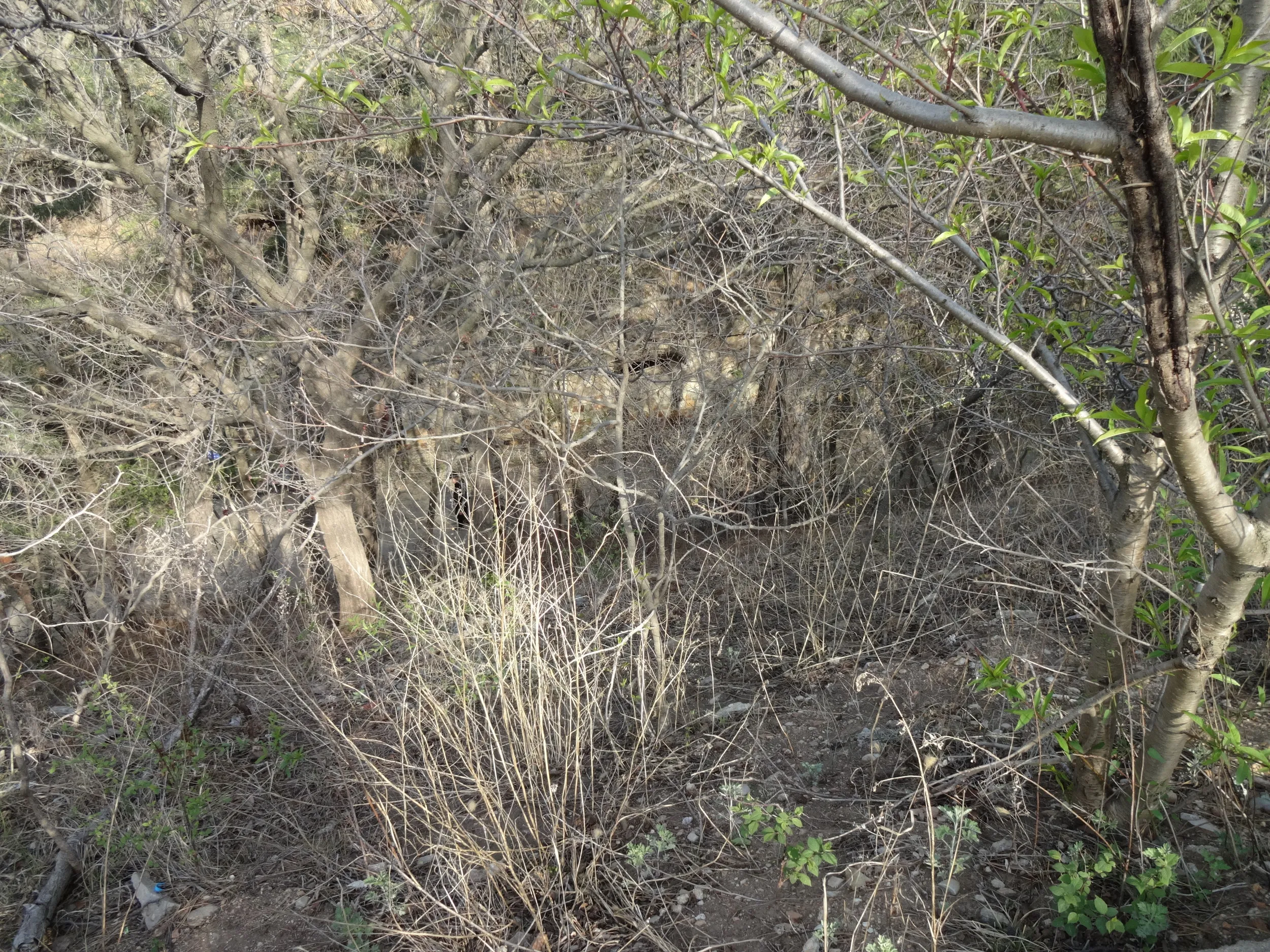 機関銃陣地からの風景