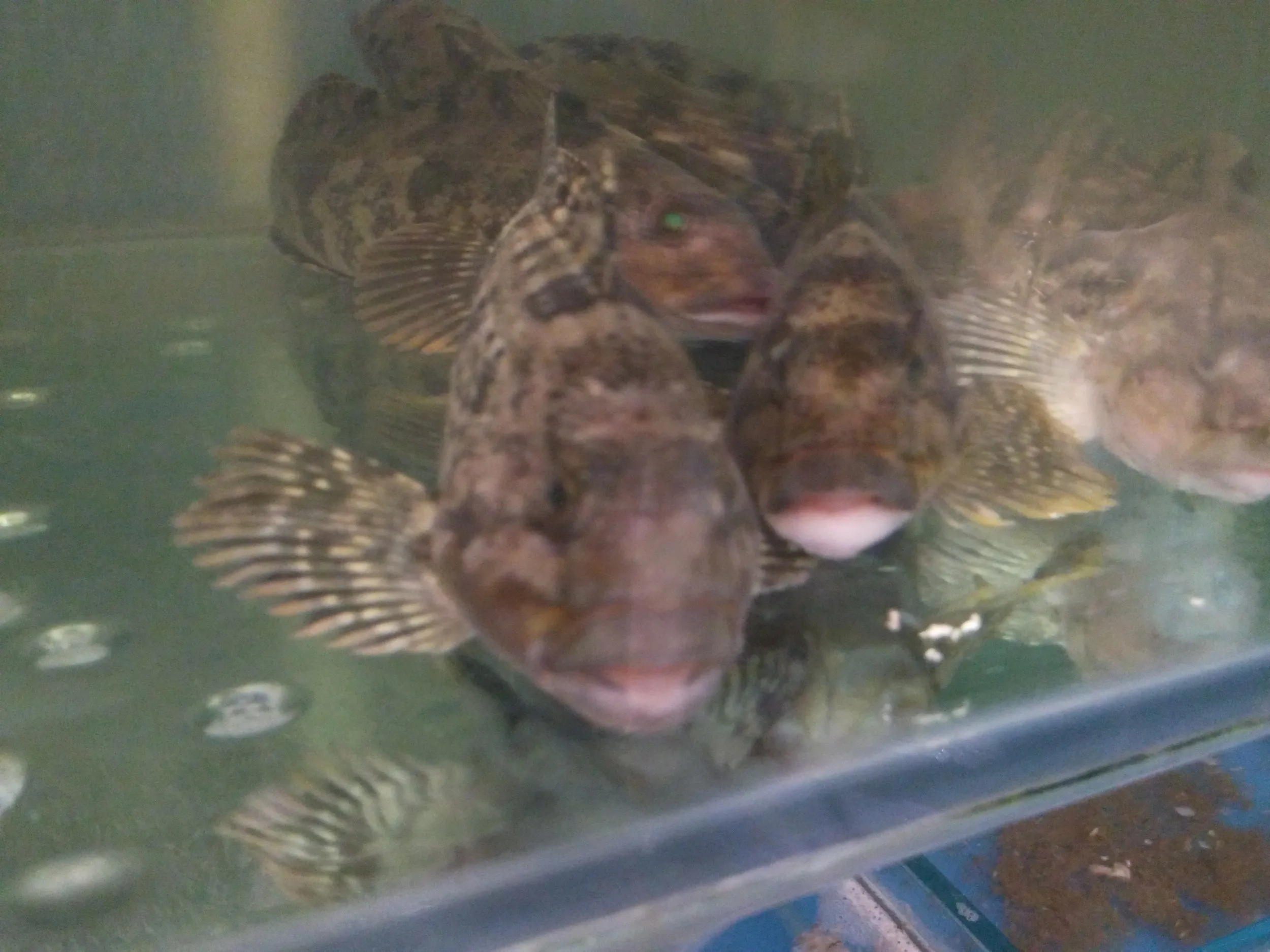 韓国料理店の食材