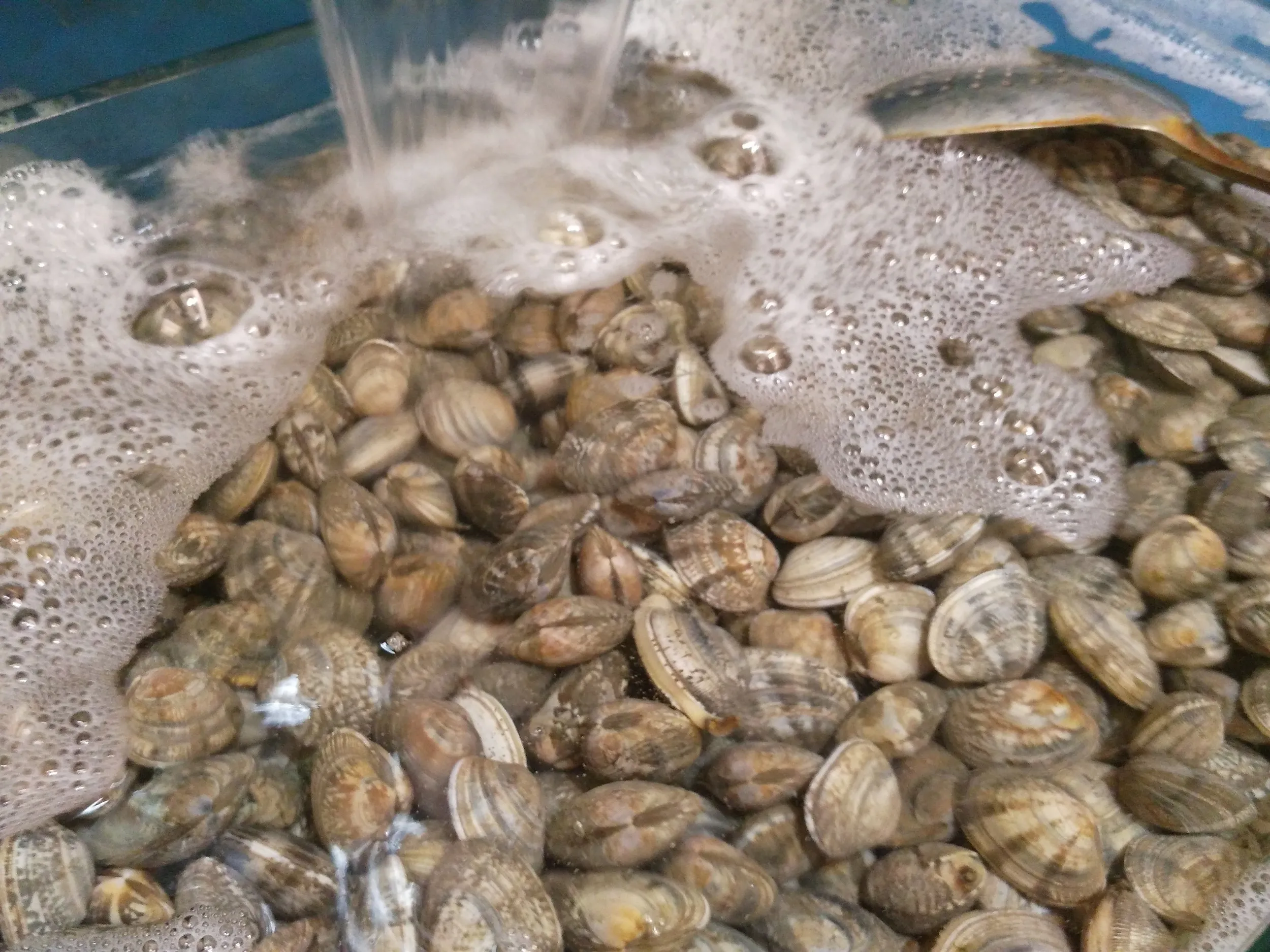 韓国料理店の食材