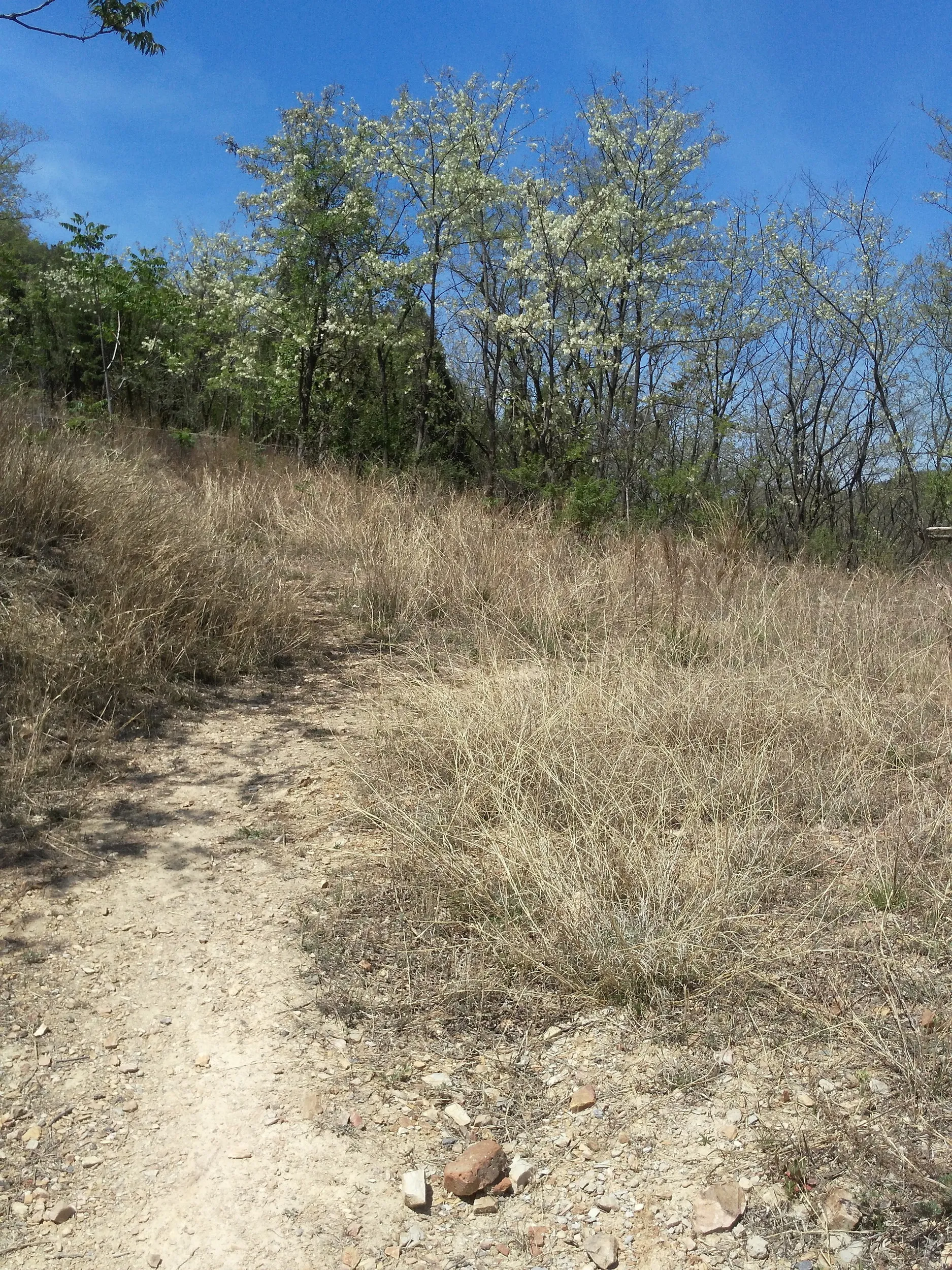 裏山の山頂を目指す