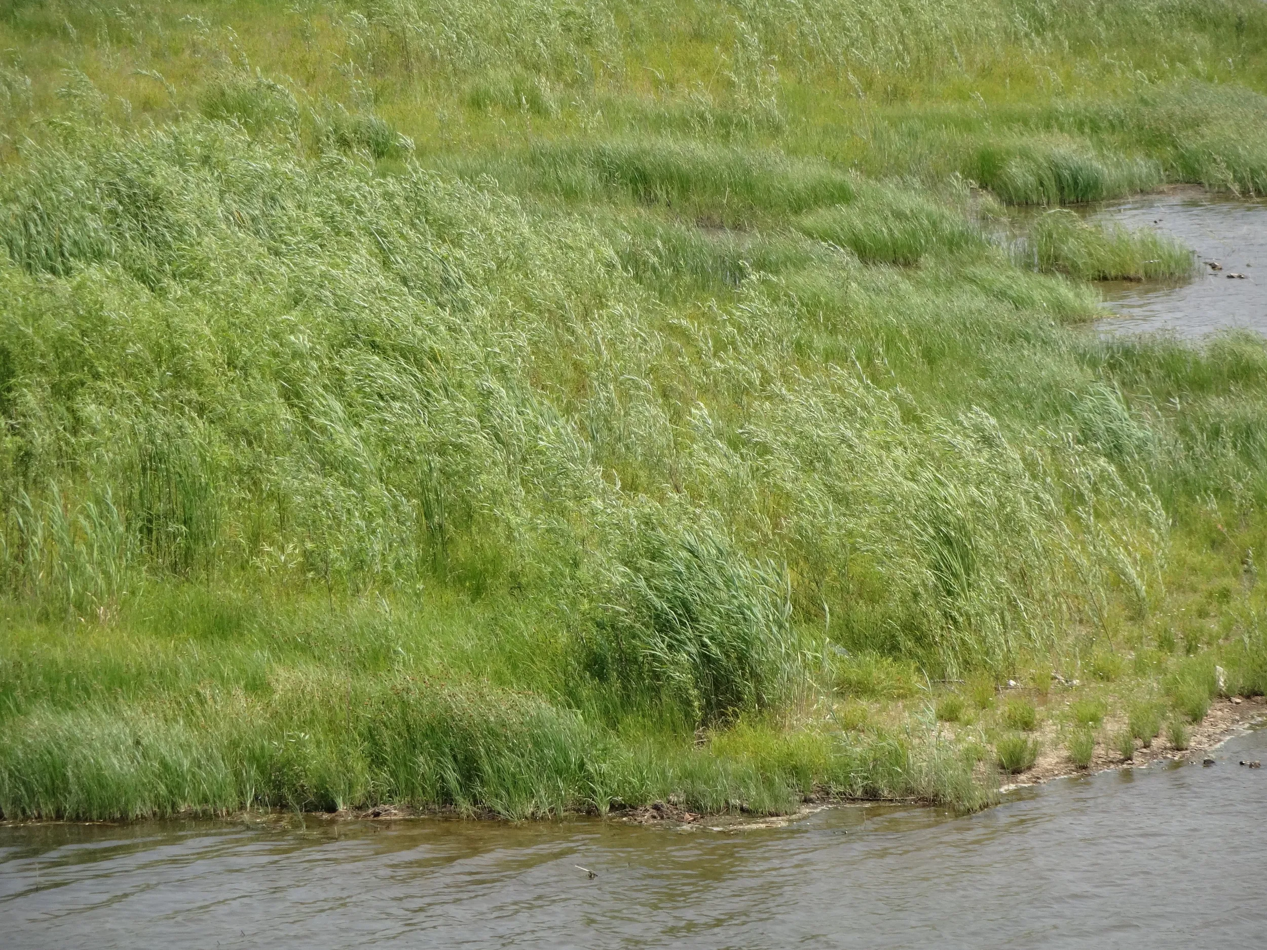 水辺の葦と眼鏡橋