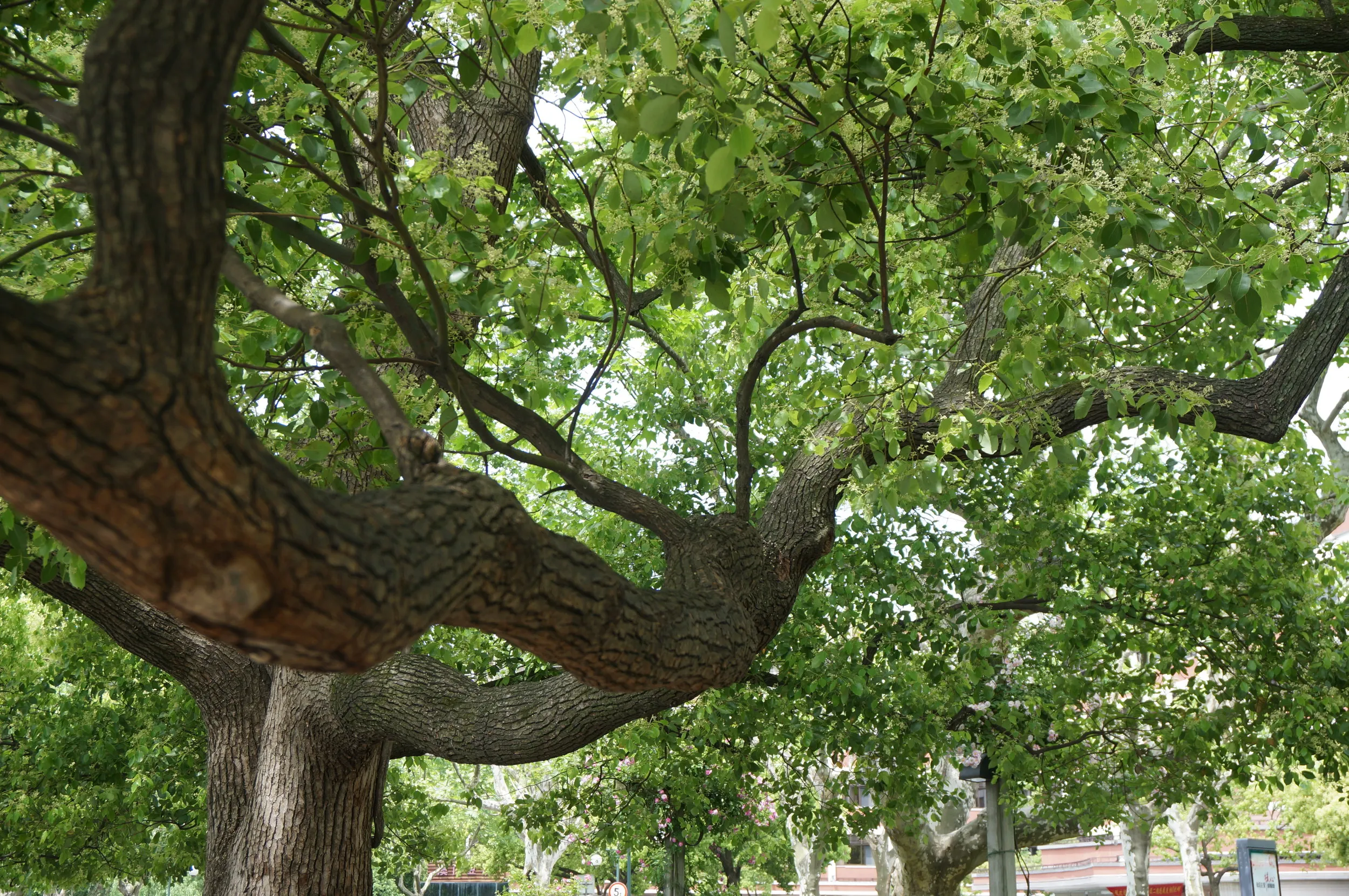 西湖畔の散歩道