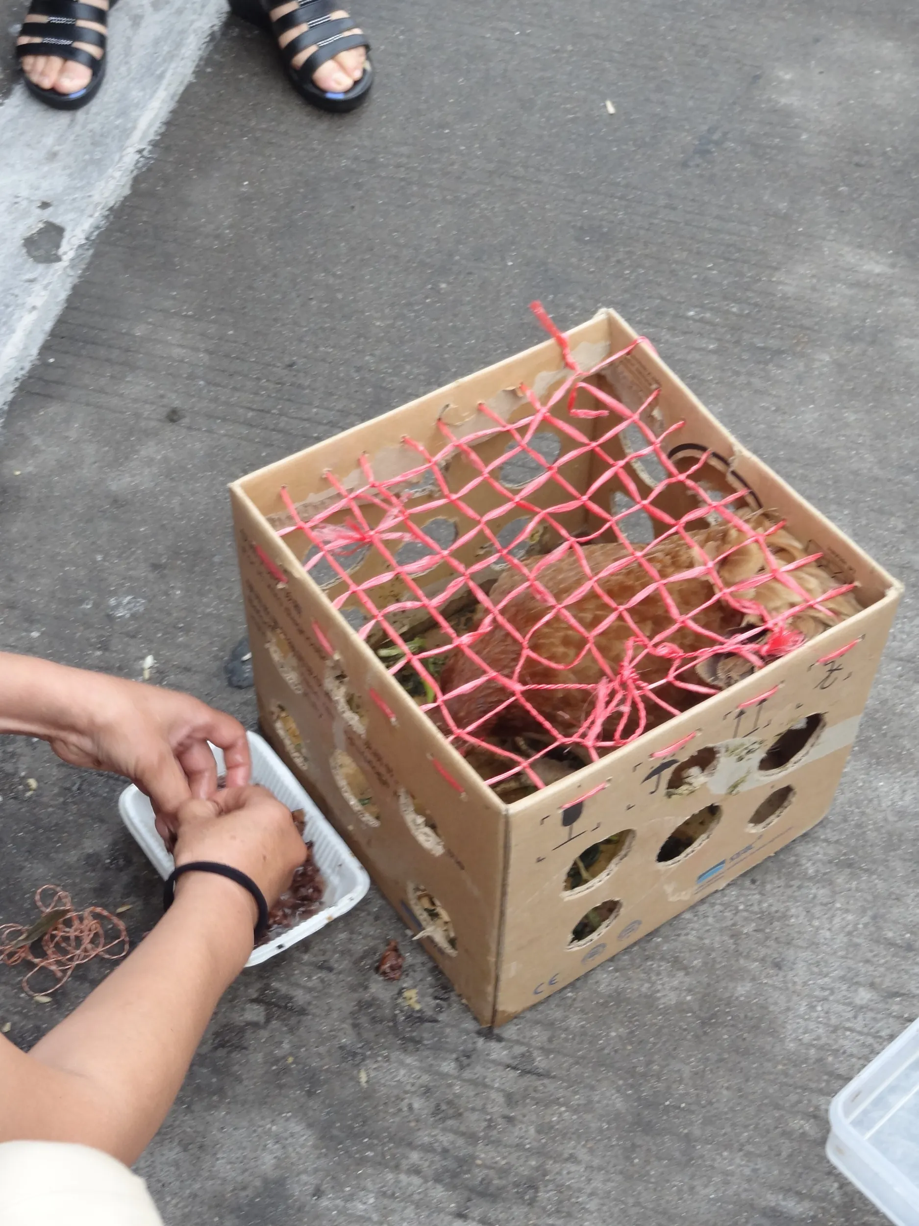 バスターミナルで鶏を観察