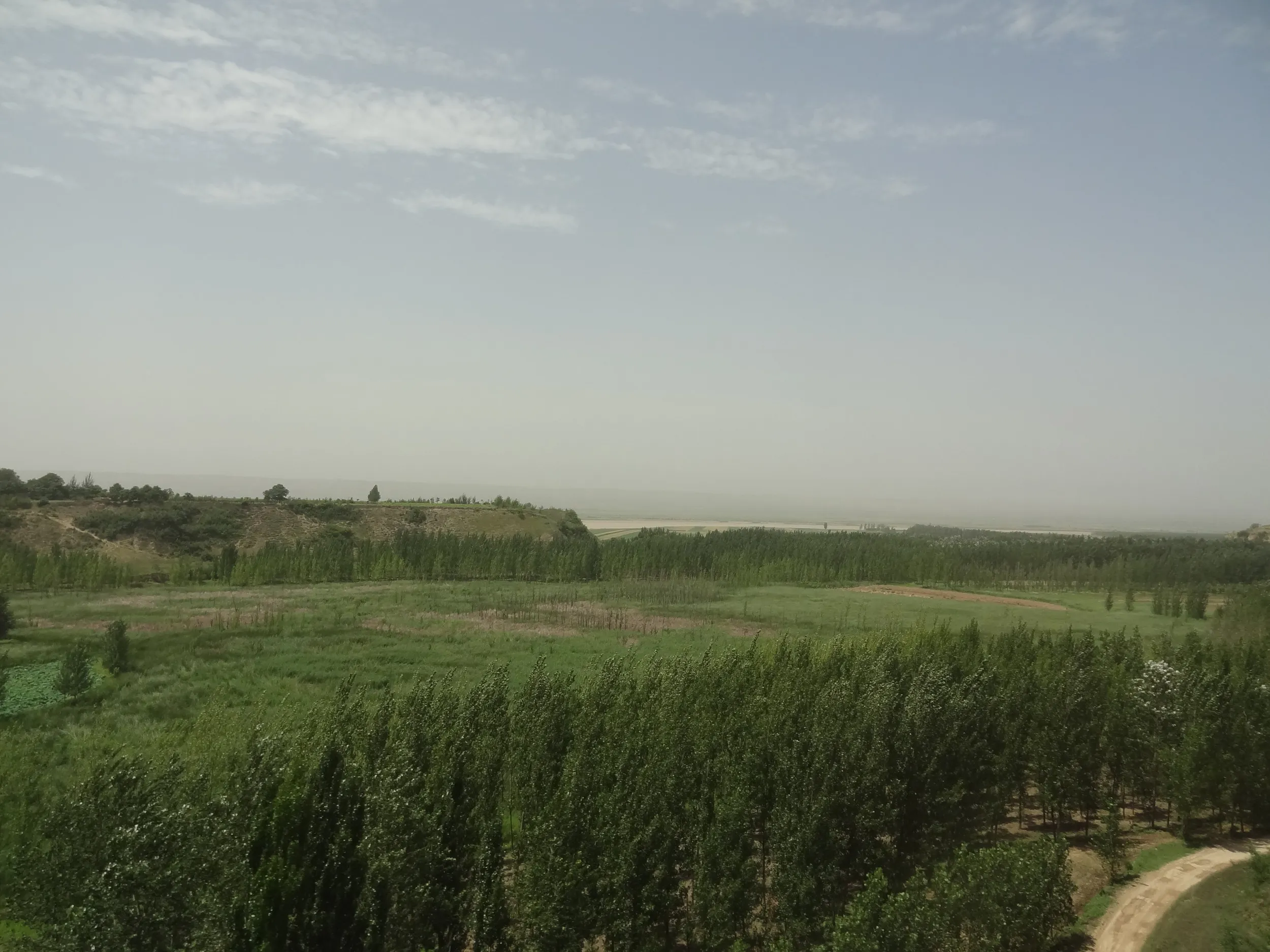 楊樹(ポプラ)の木々