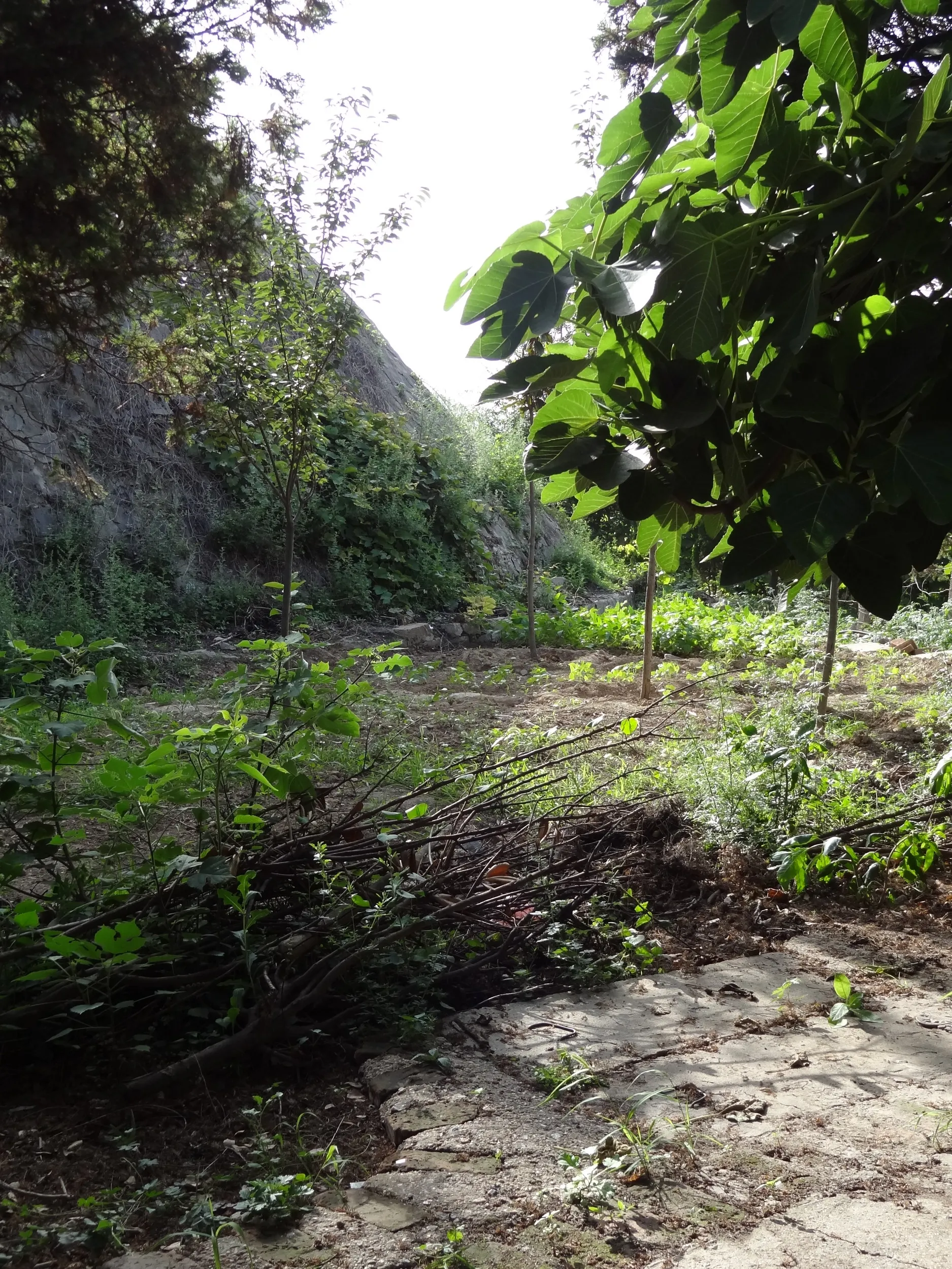 中日友好果樹園の風景