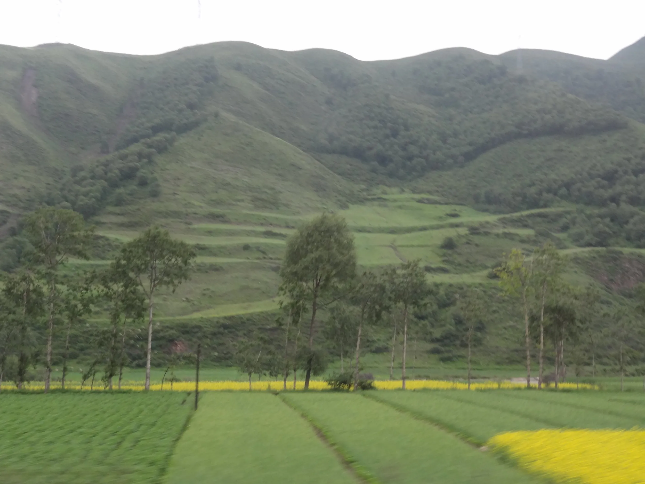 山と菜の花が広がる車窓風景