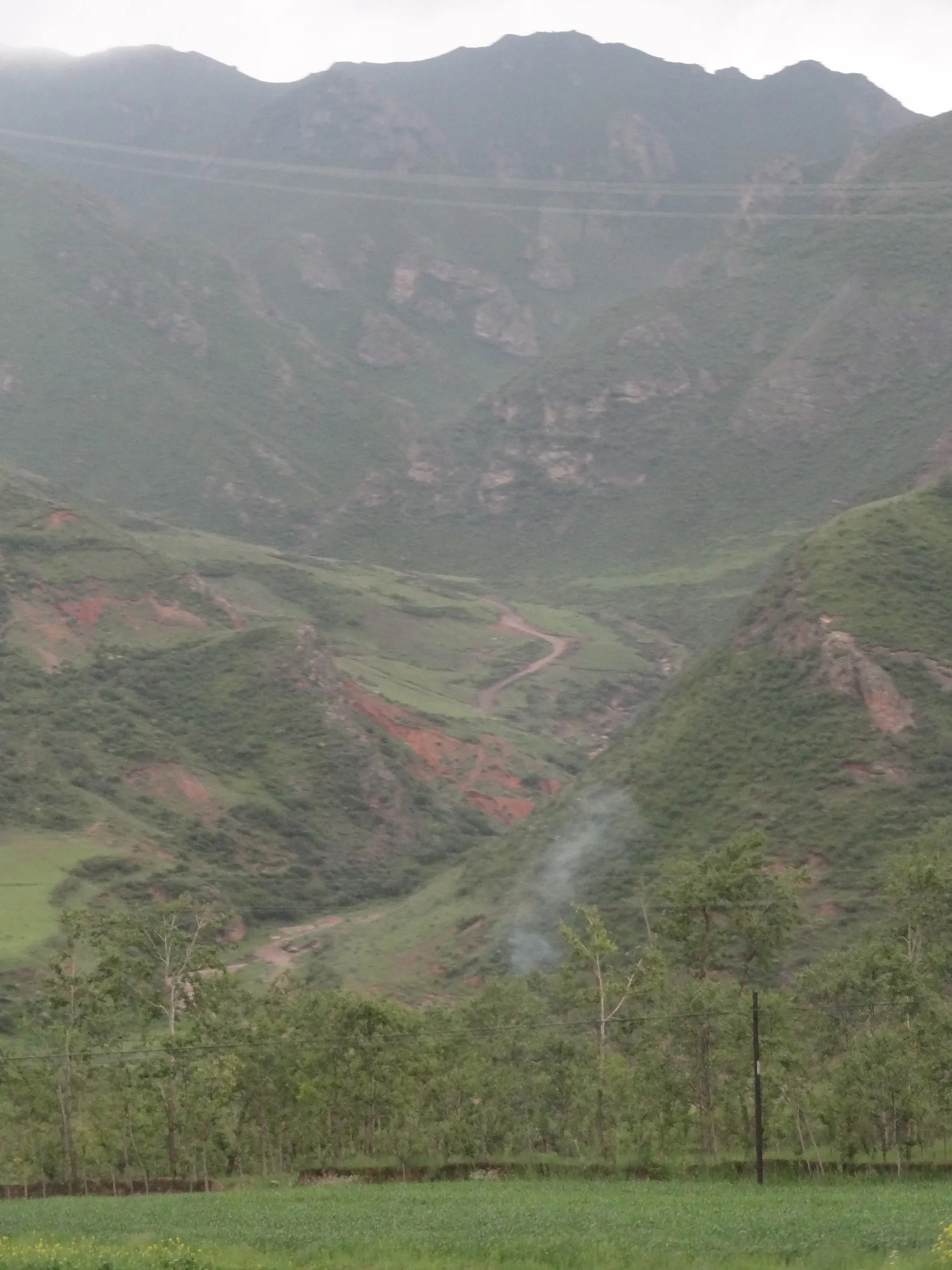 菜の花畑の風景