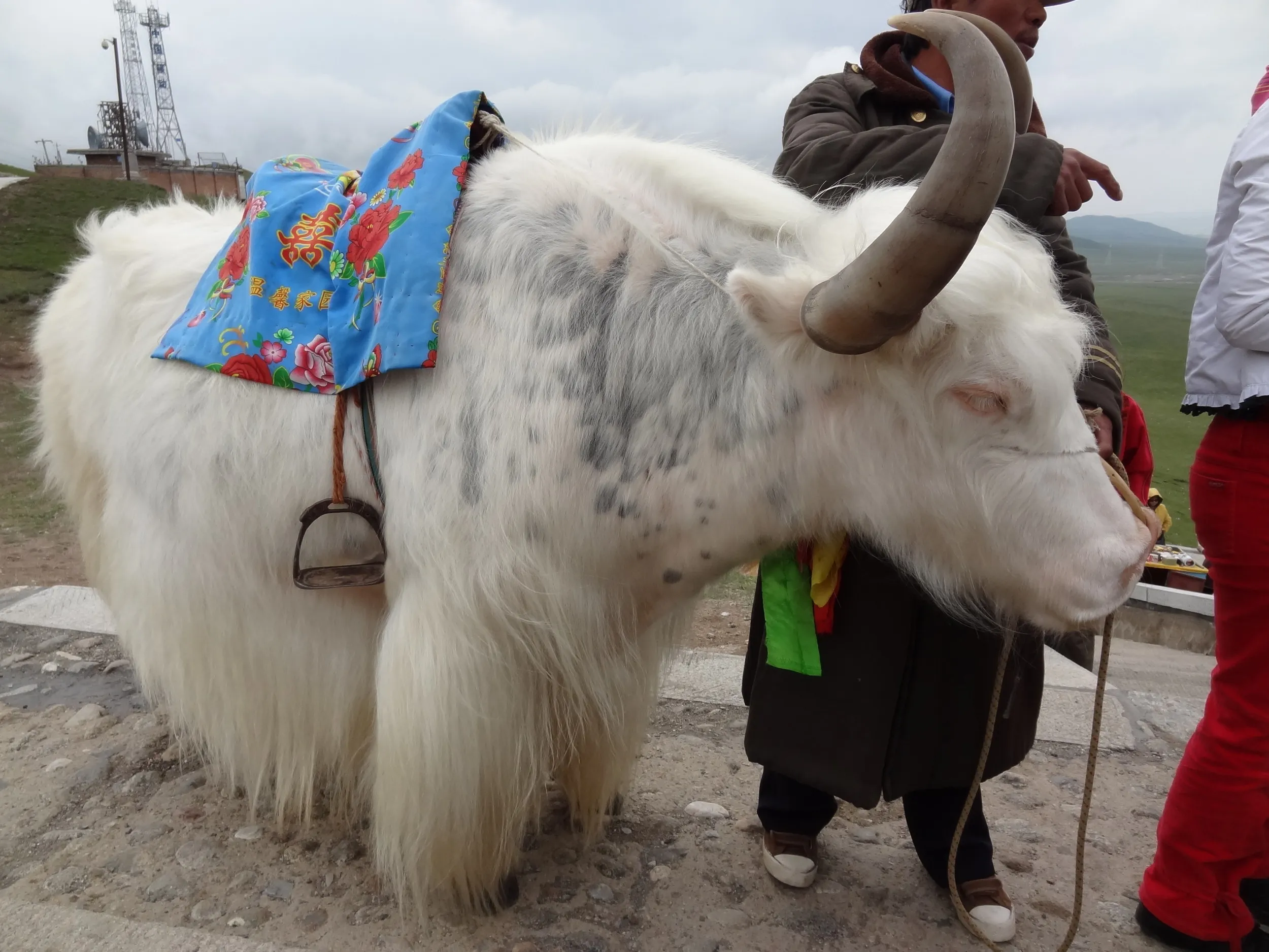 青蔵高原の牦牛(ヤク)