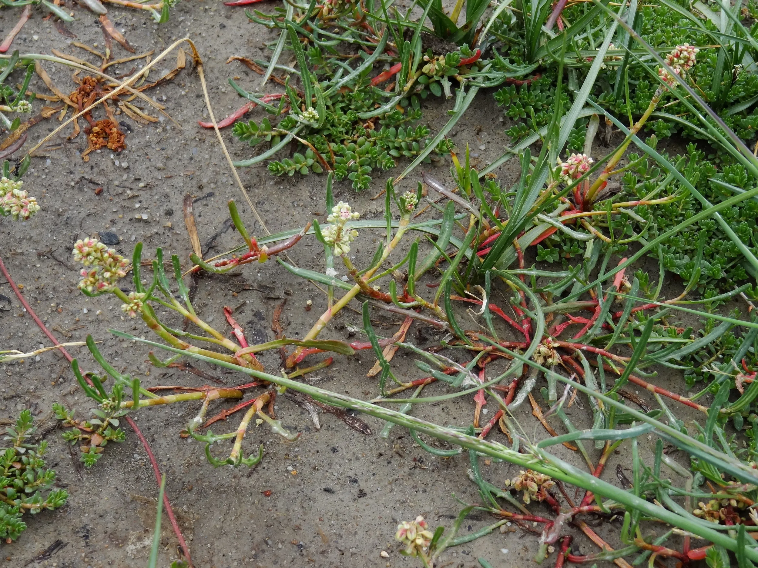 川辺に咲く高原植物の花