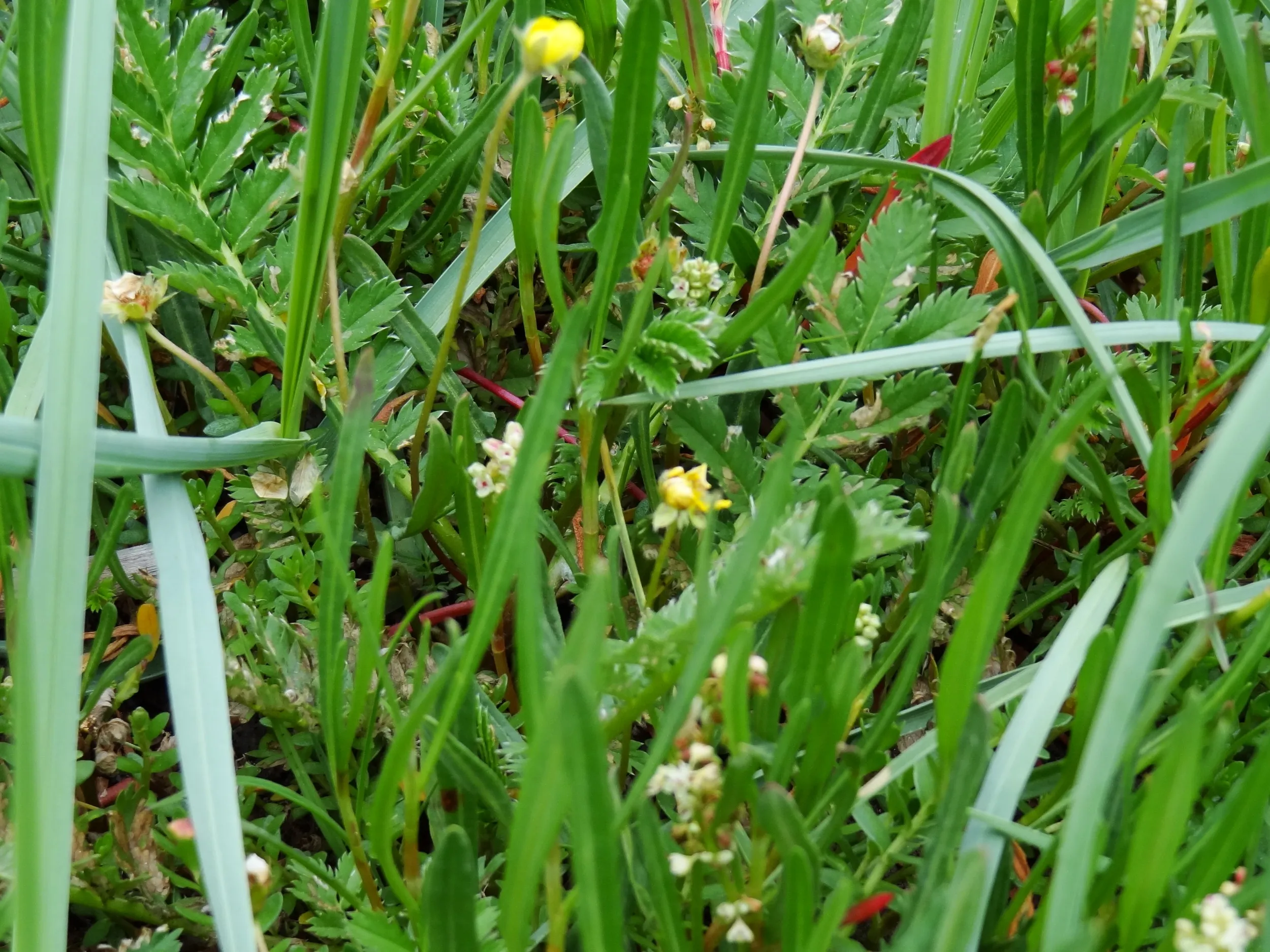 川辺の高原植物