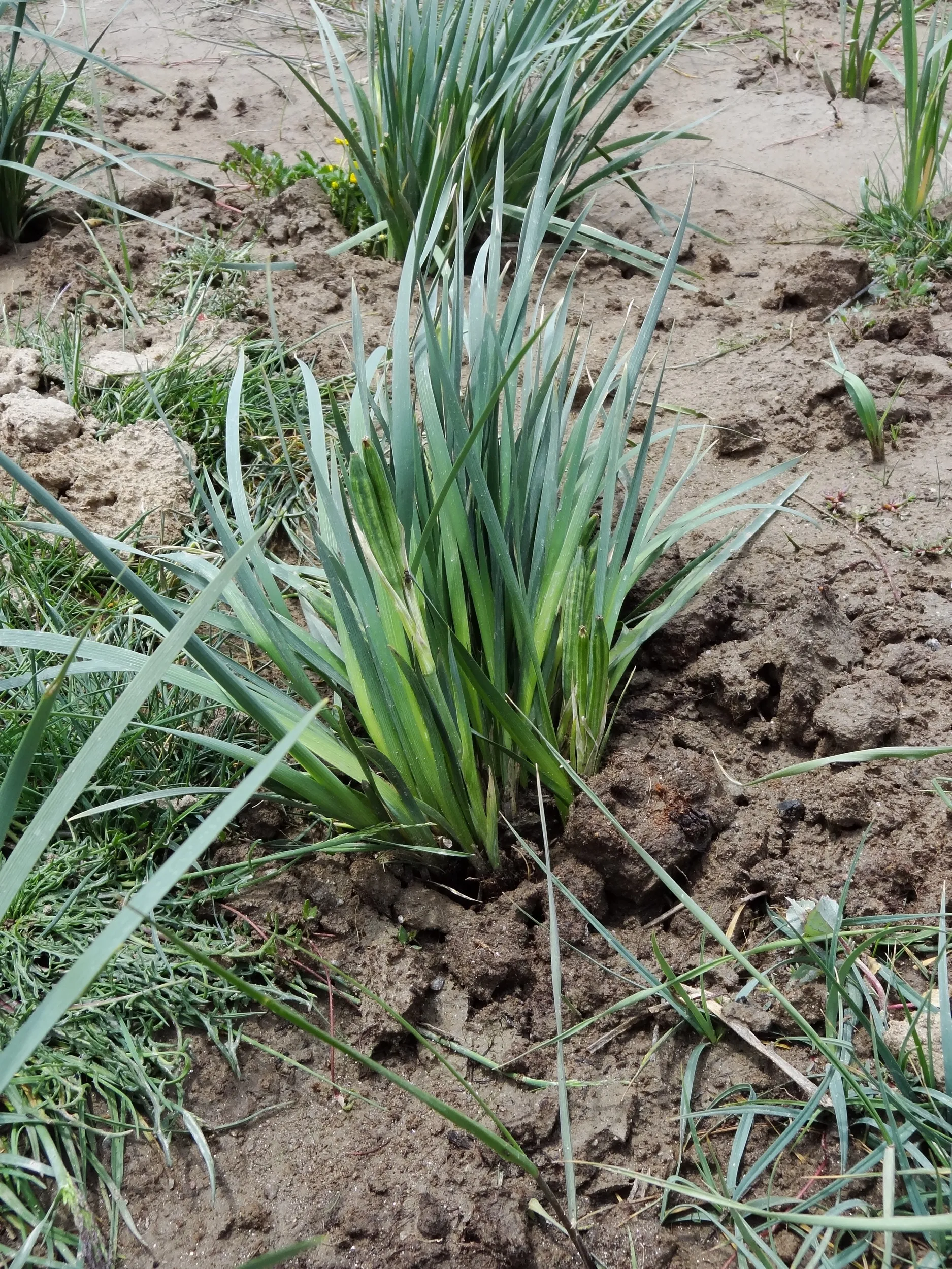 倒淌河近辺の高原植物