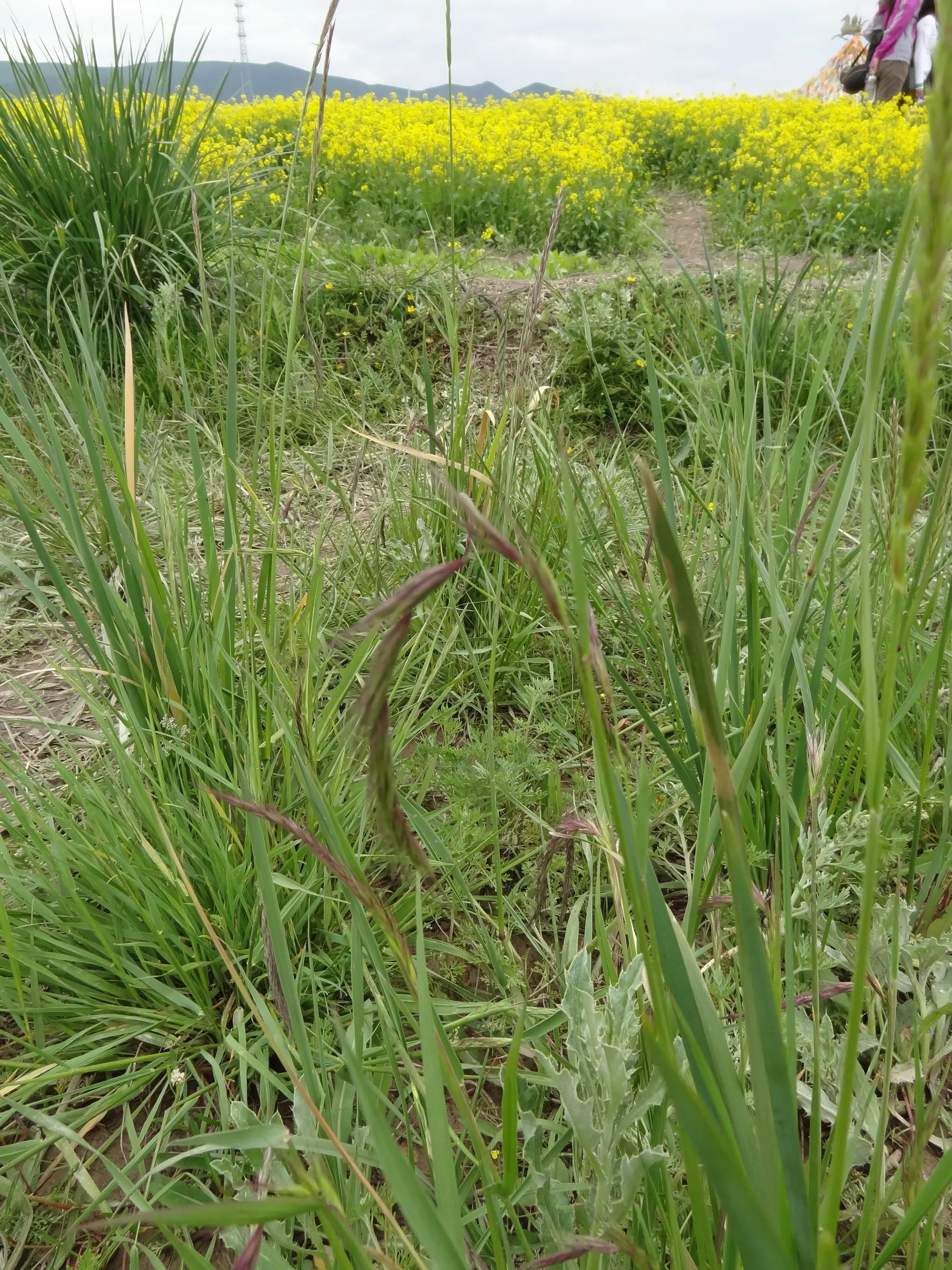 湖畔に生える高原植物