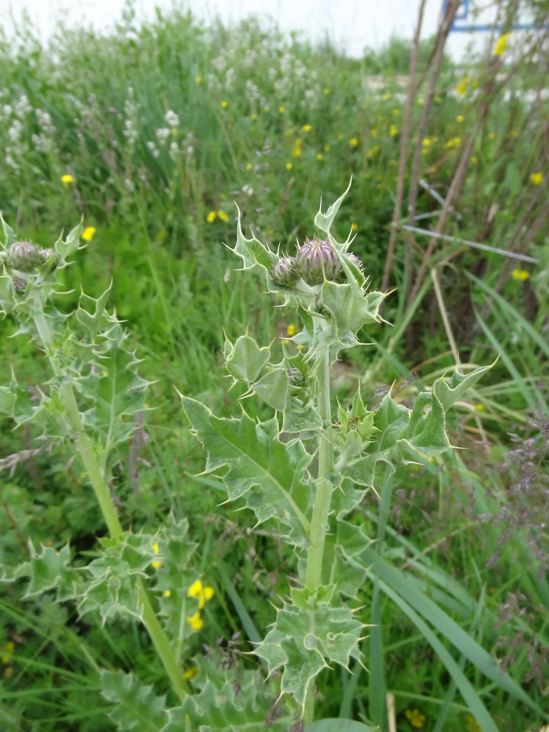 刺々しい高原植物
