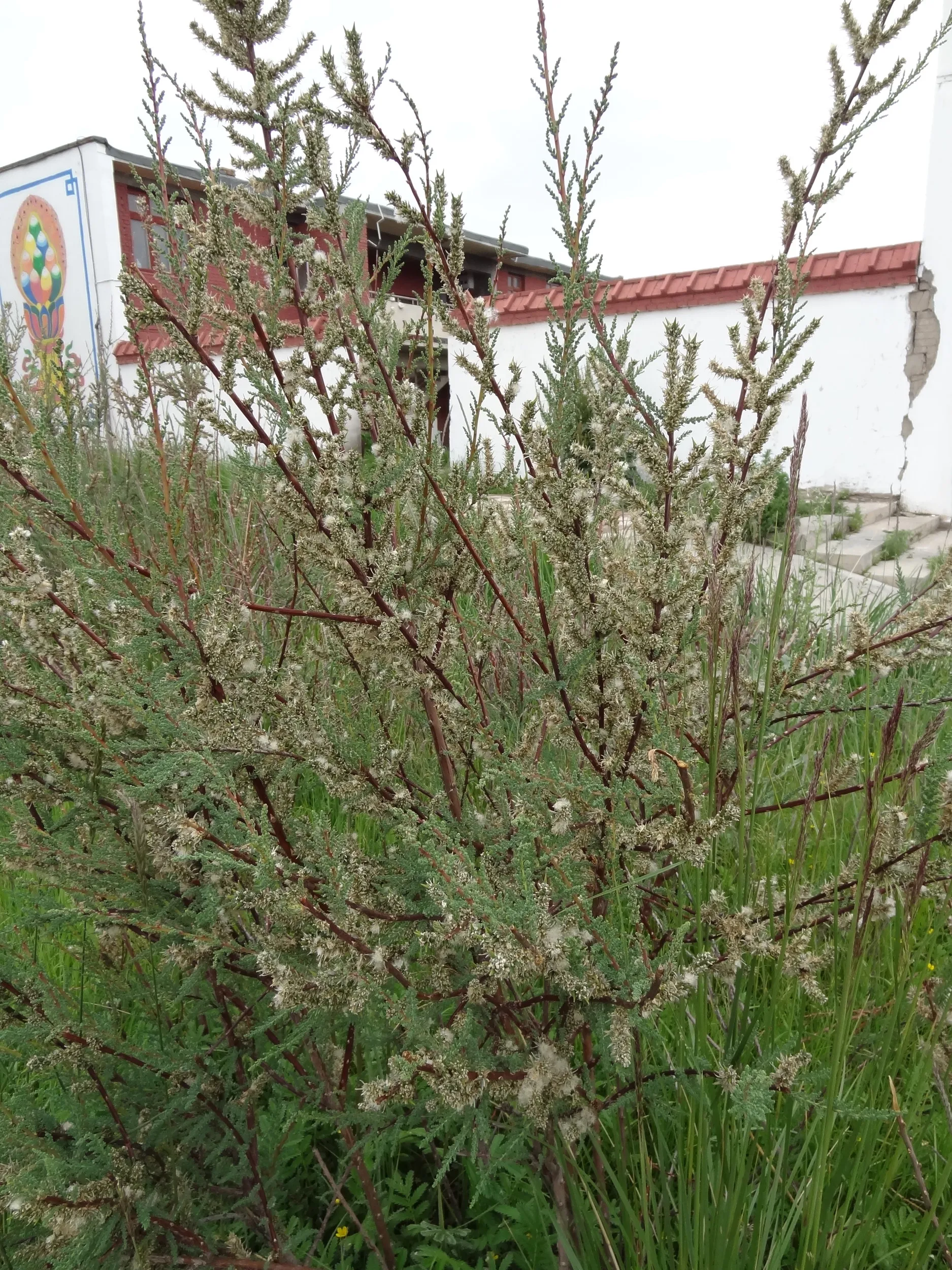 高原に生える木