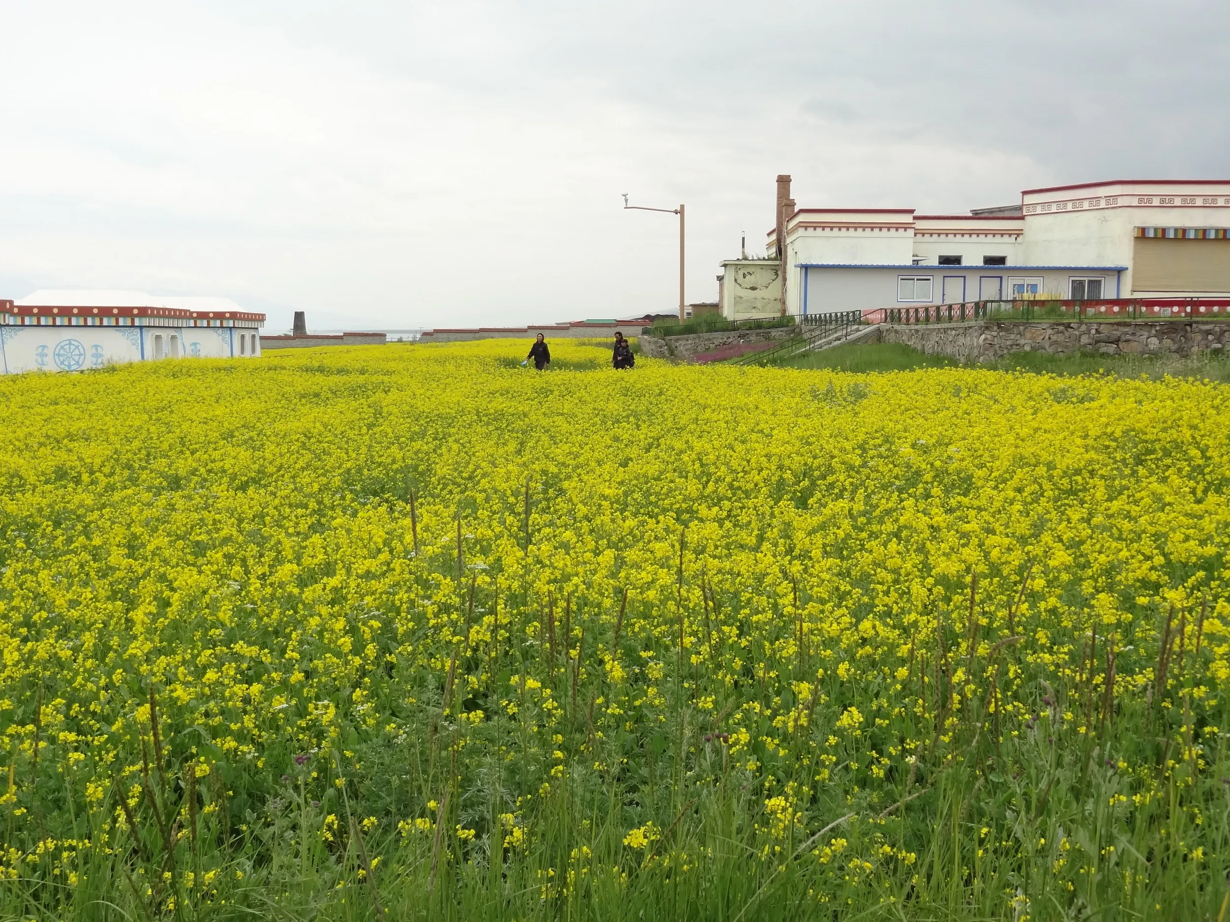 湖畔の菜の花畑