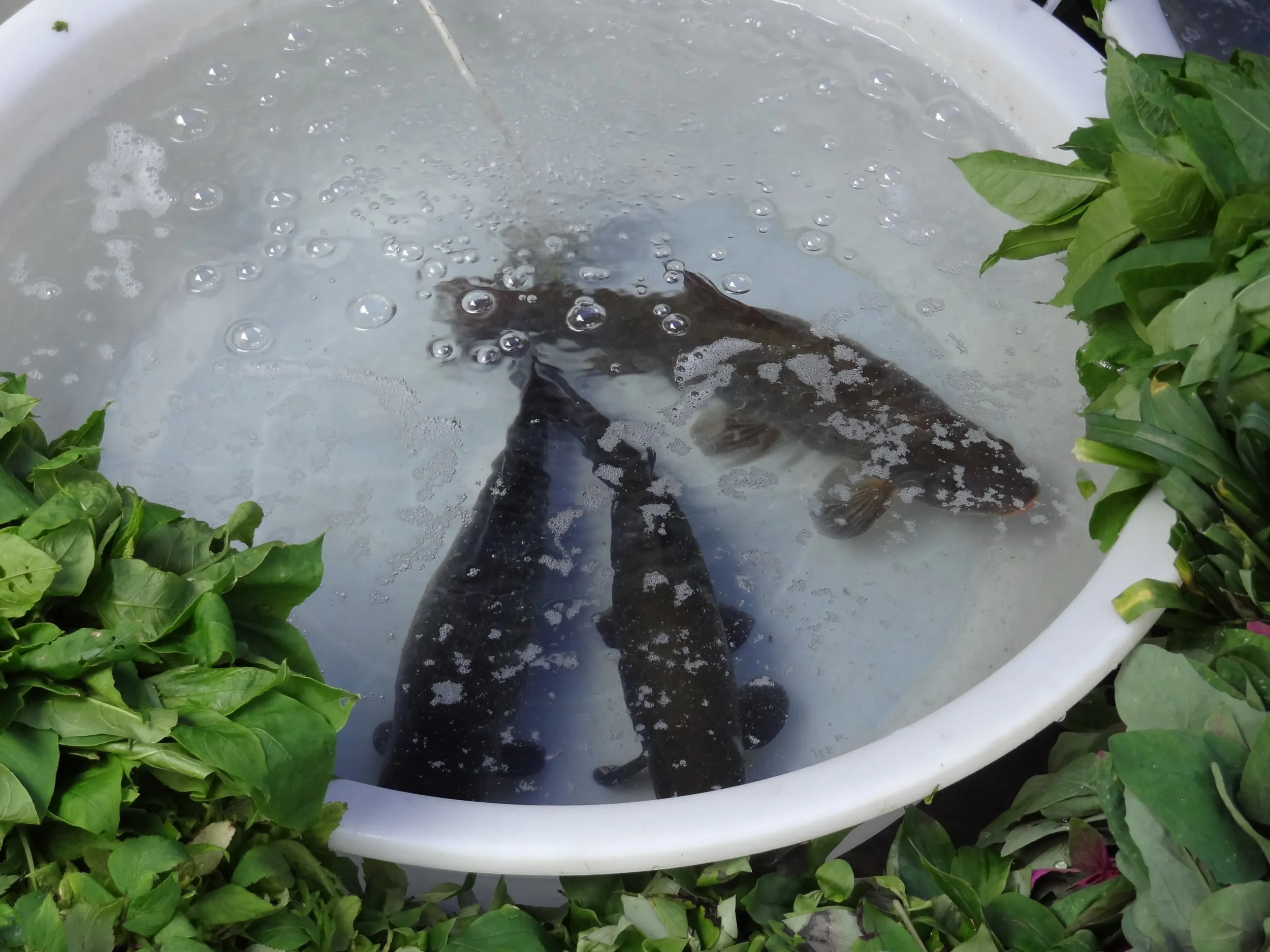 食堂の生け簀の鯉