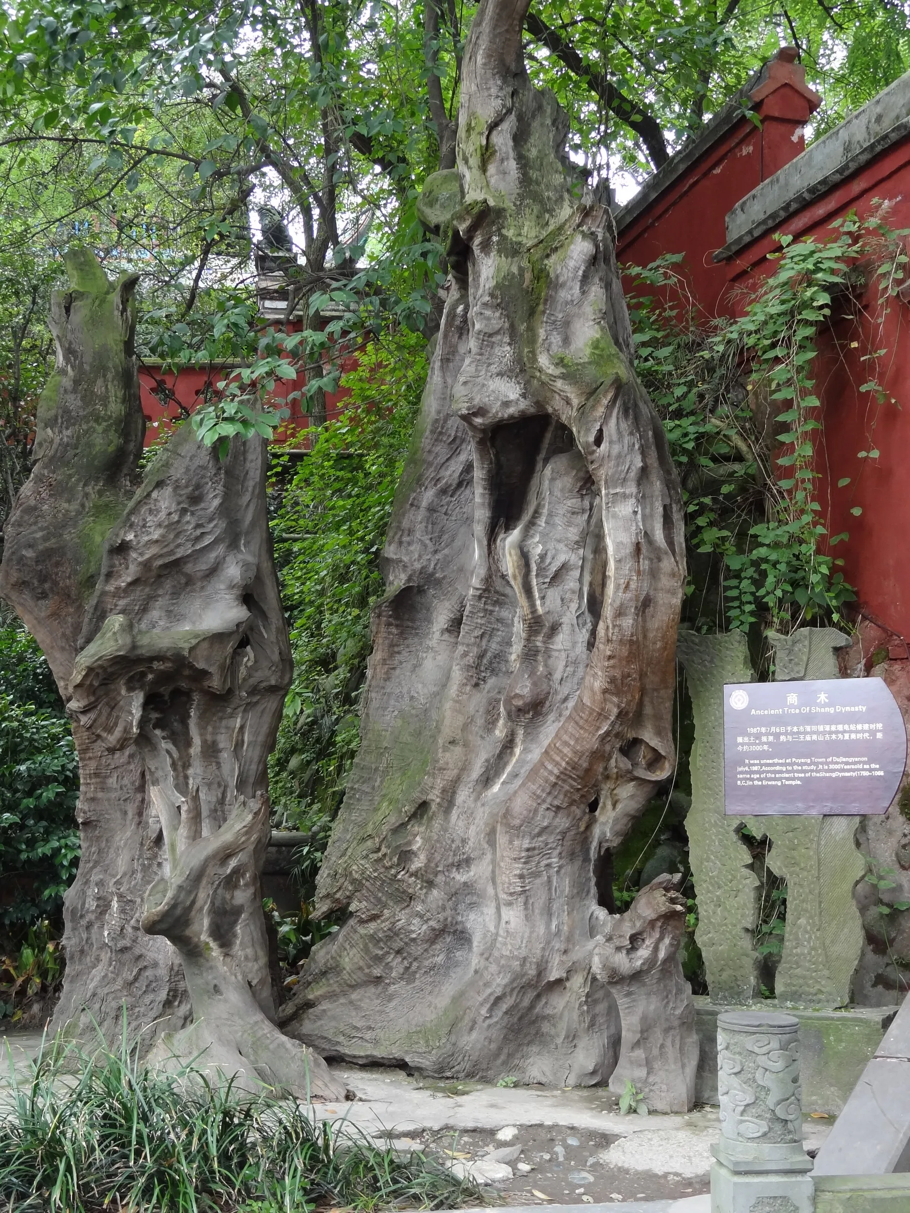 商木という木の化石