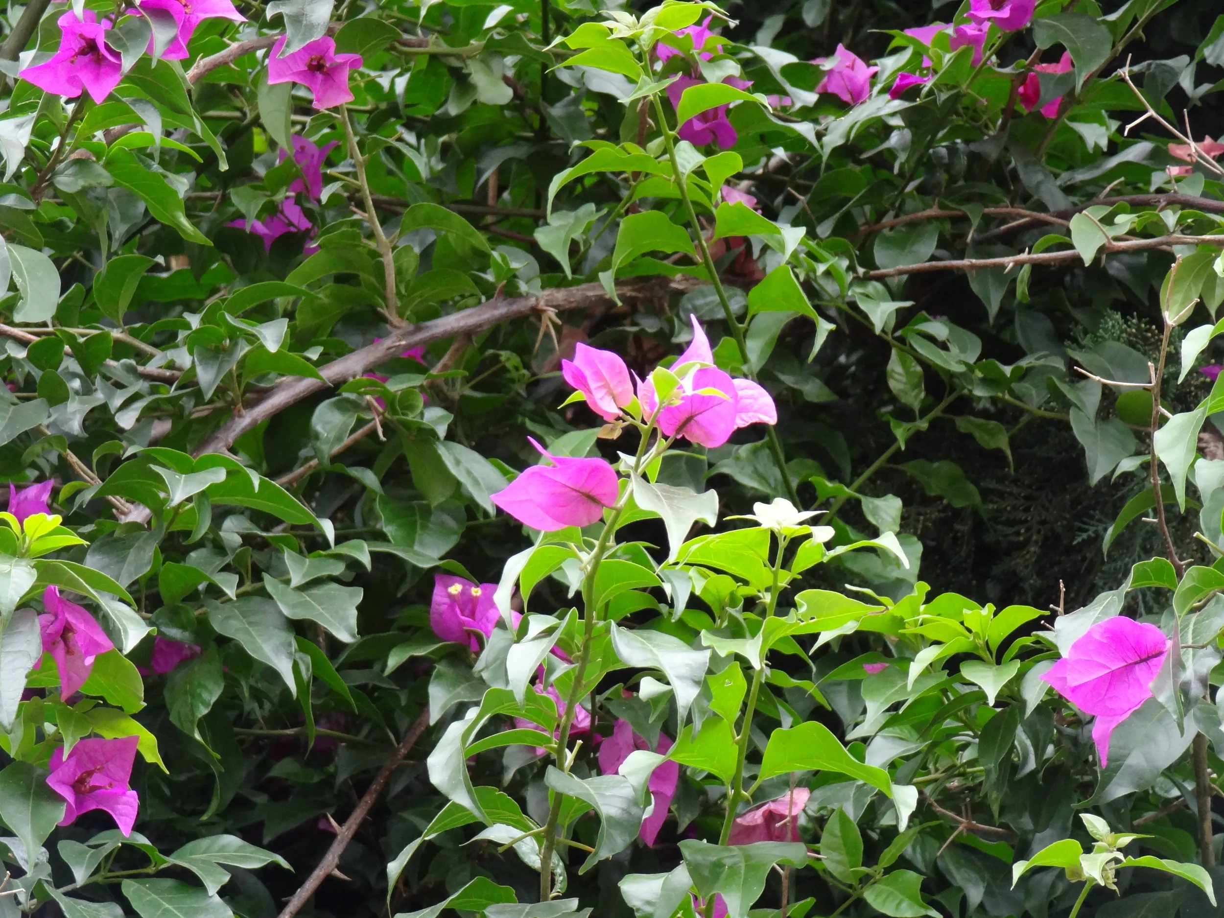 小学校の校庭に咲く花