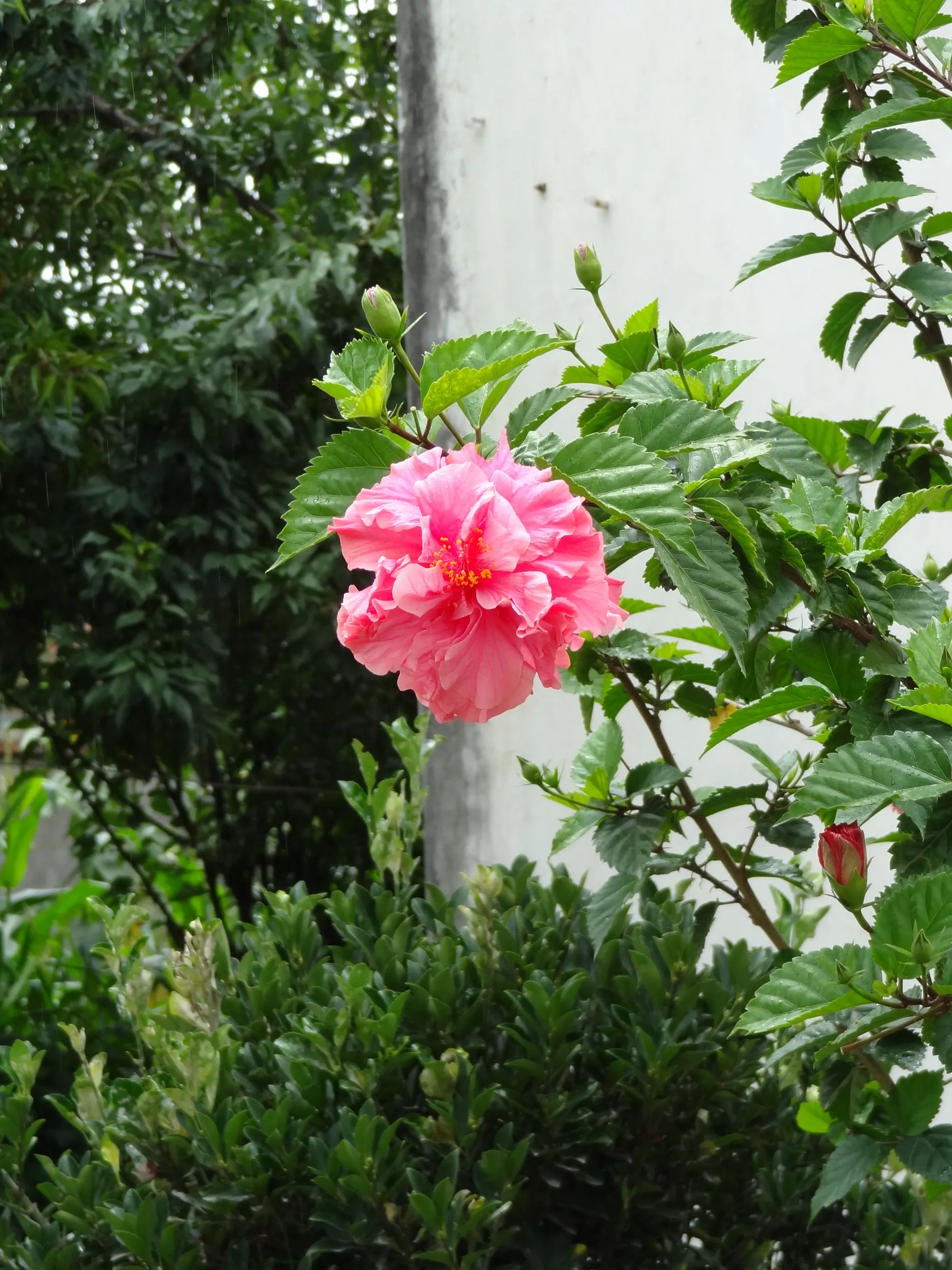 道端に咲くバラ科らしき木の花