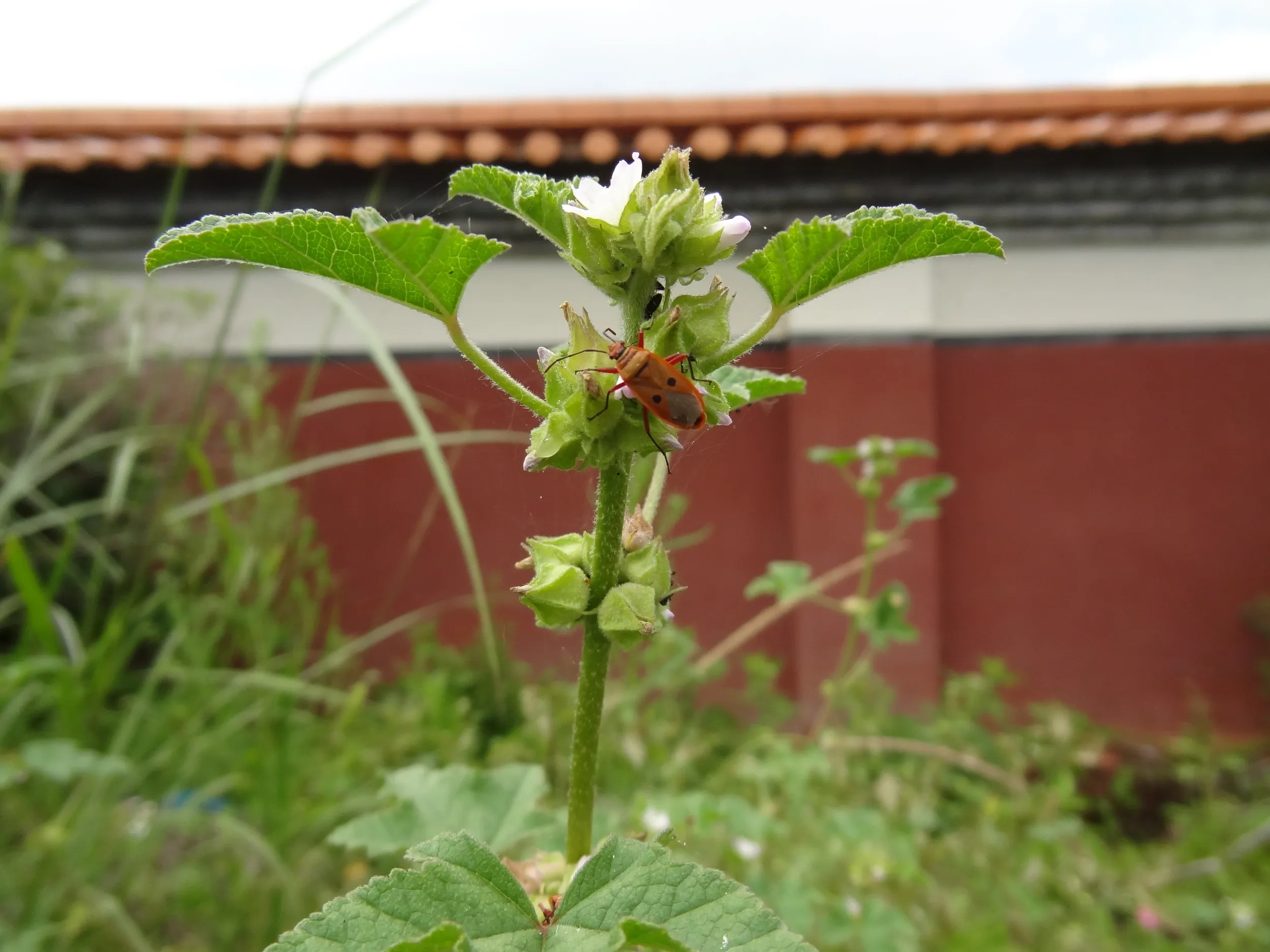 蒼山の下で見たカメムシ