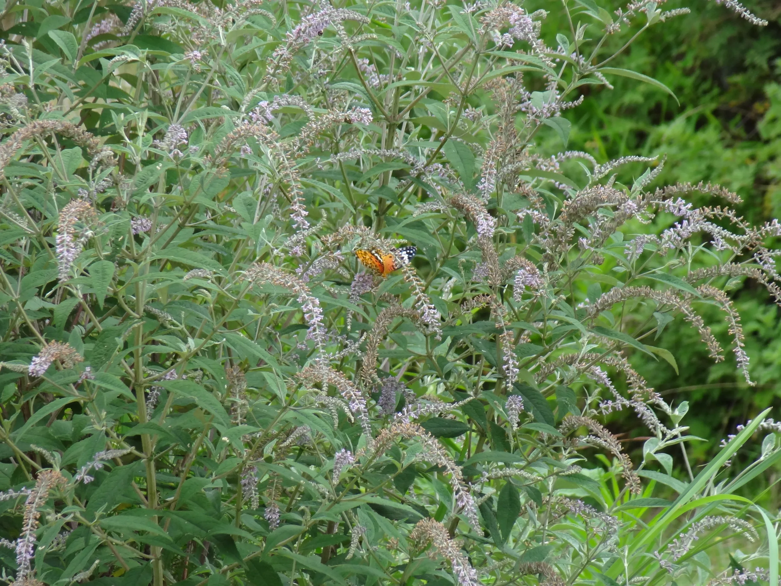 シジミチョウらしき蝶