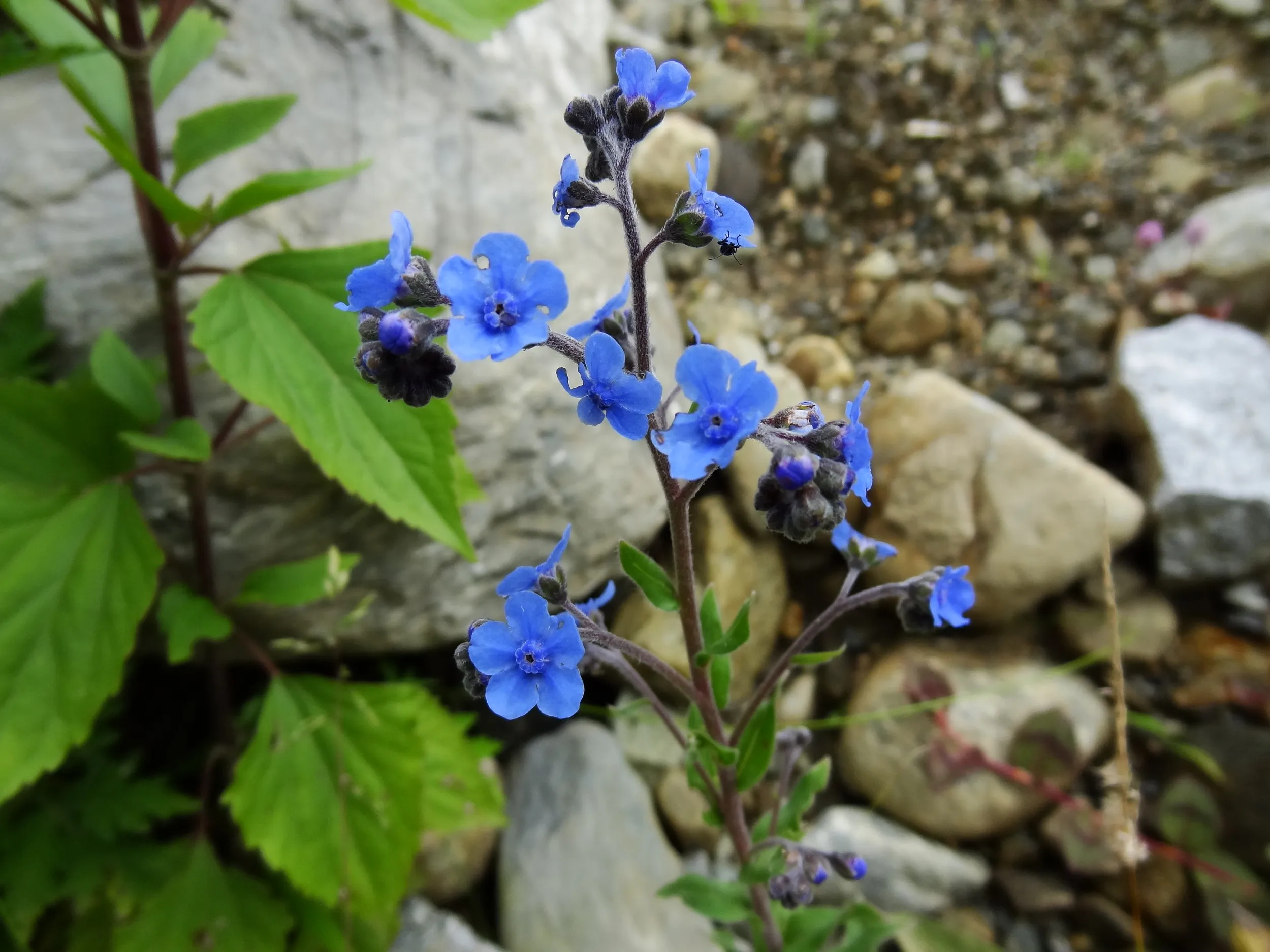 野に咲く青い綺麗な花