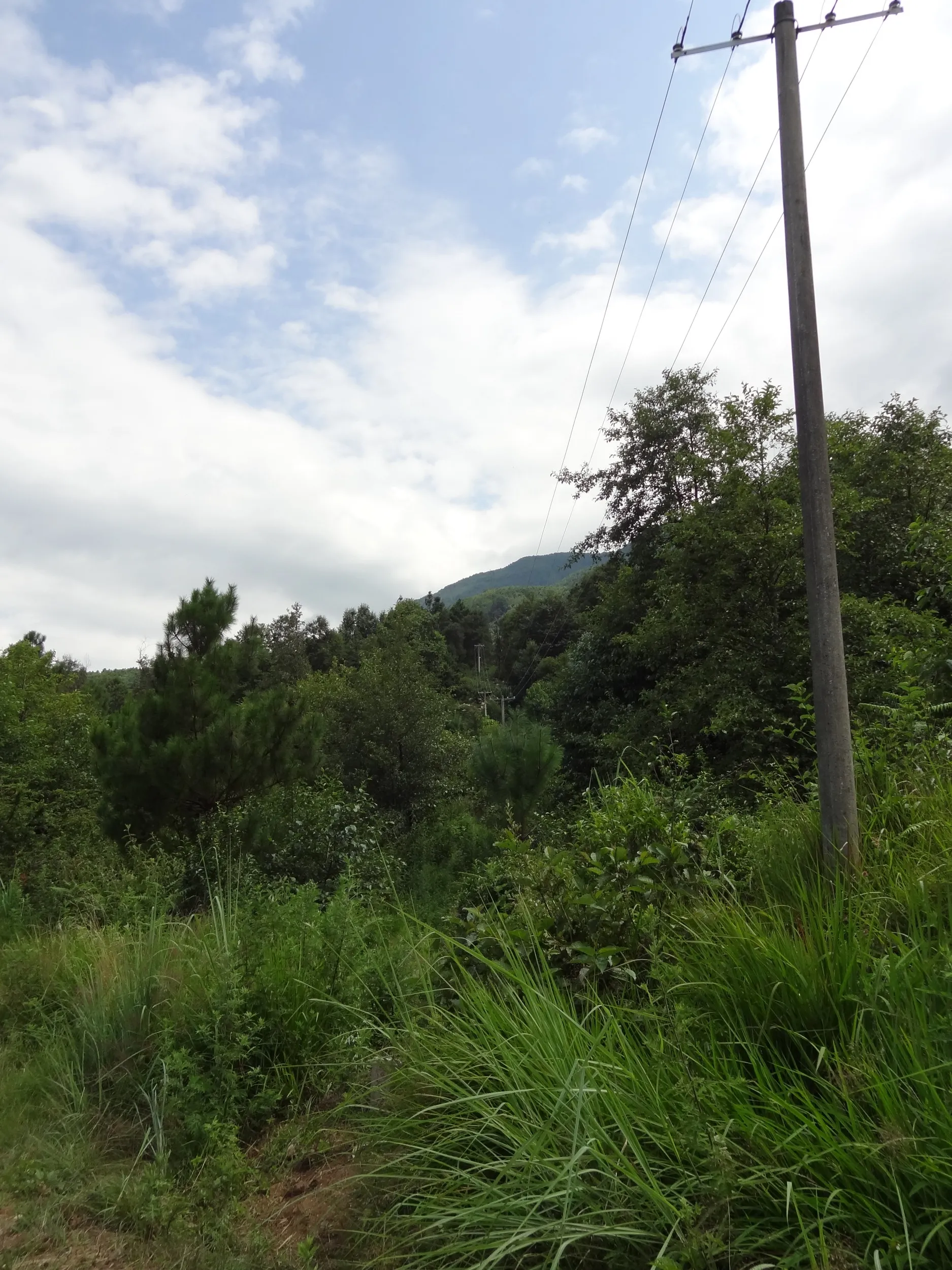 蒼山と山麓の風景