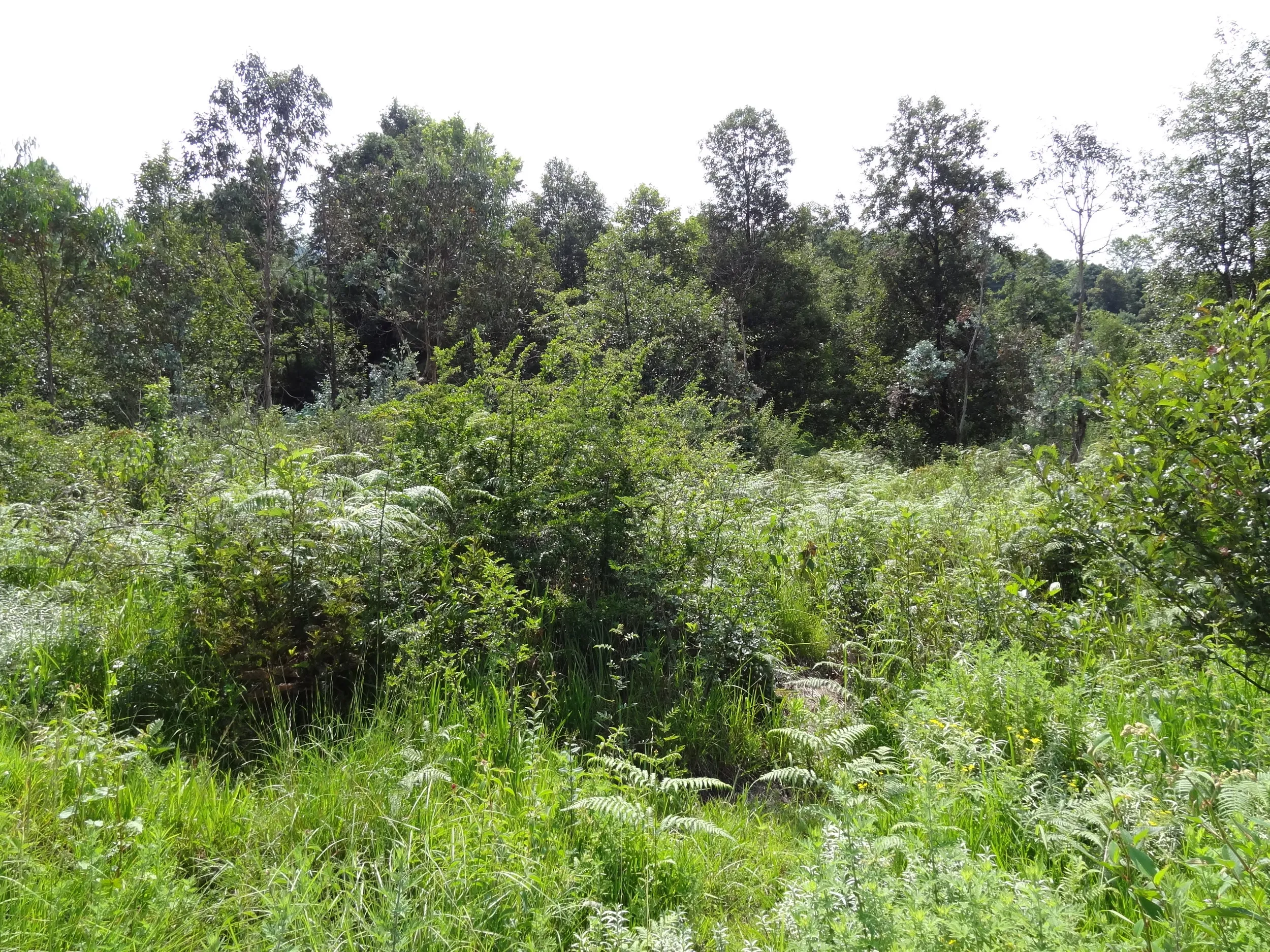 蒼山の山麓風景
