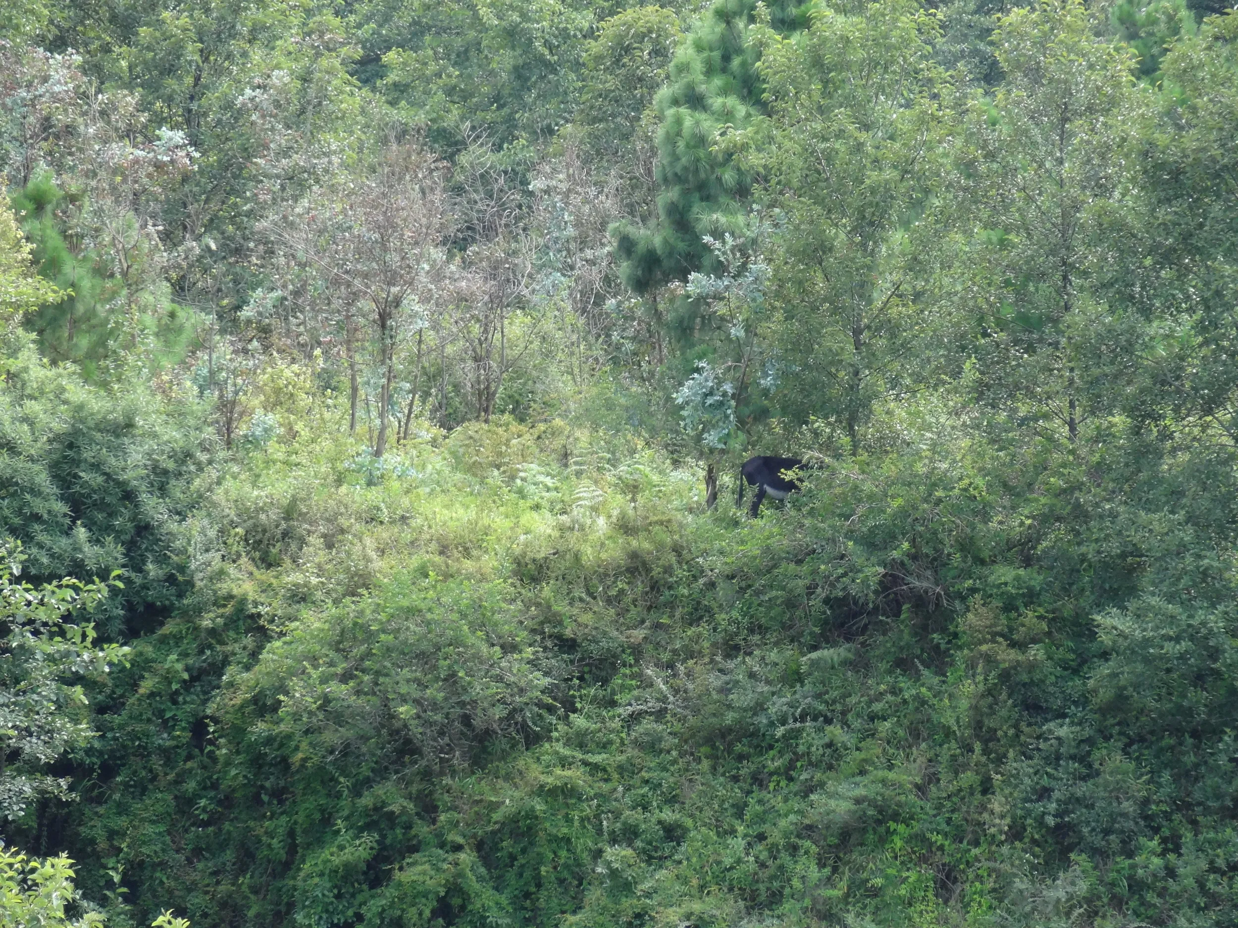 蒼山の桃渓谷で見た野生の牛