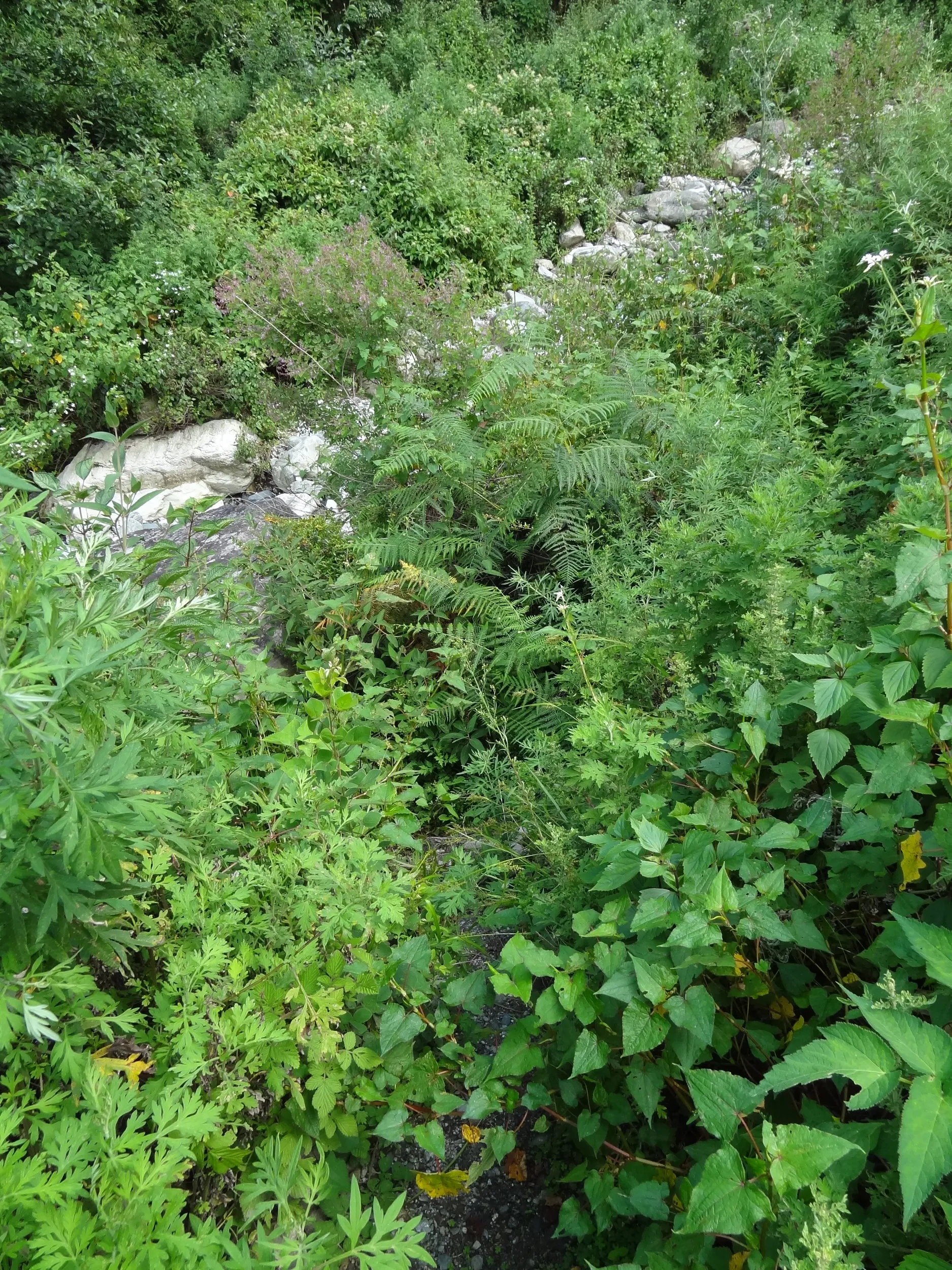 蒼山の桃渓谷と清流