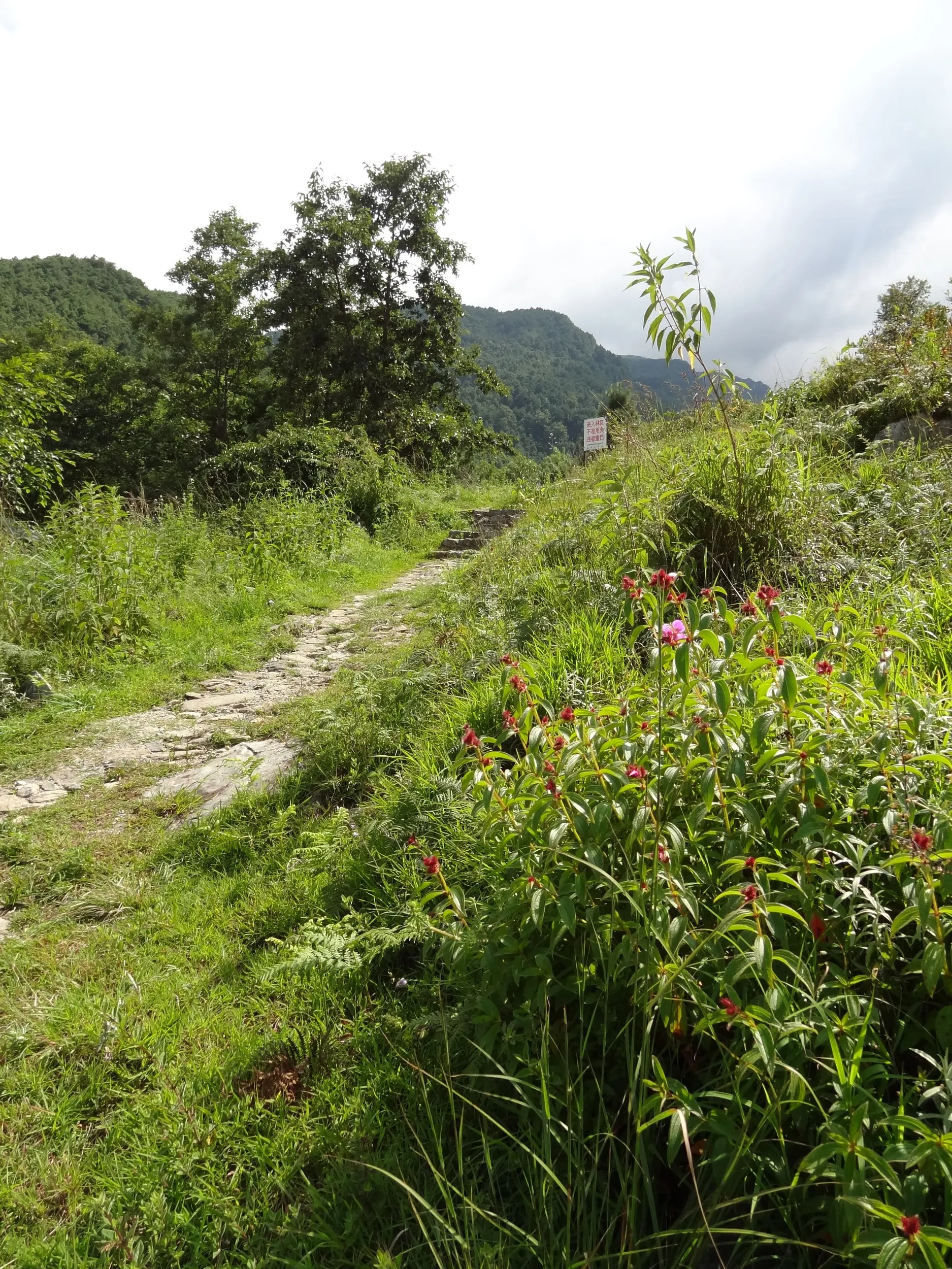 蒼山の桃渓谷の山道