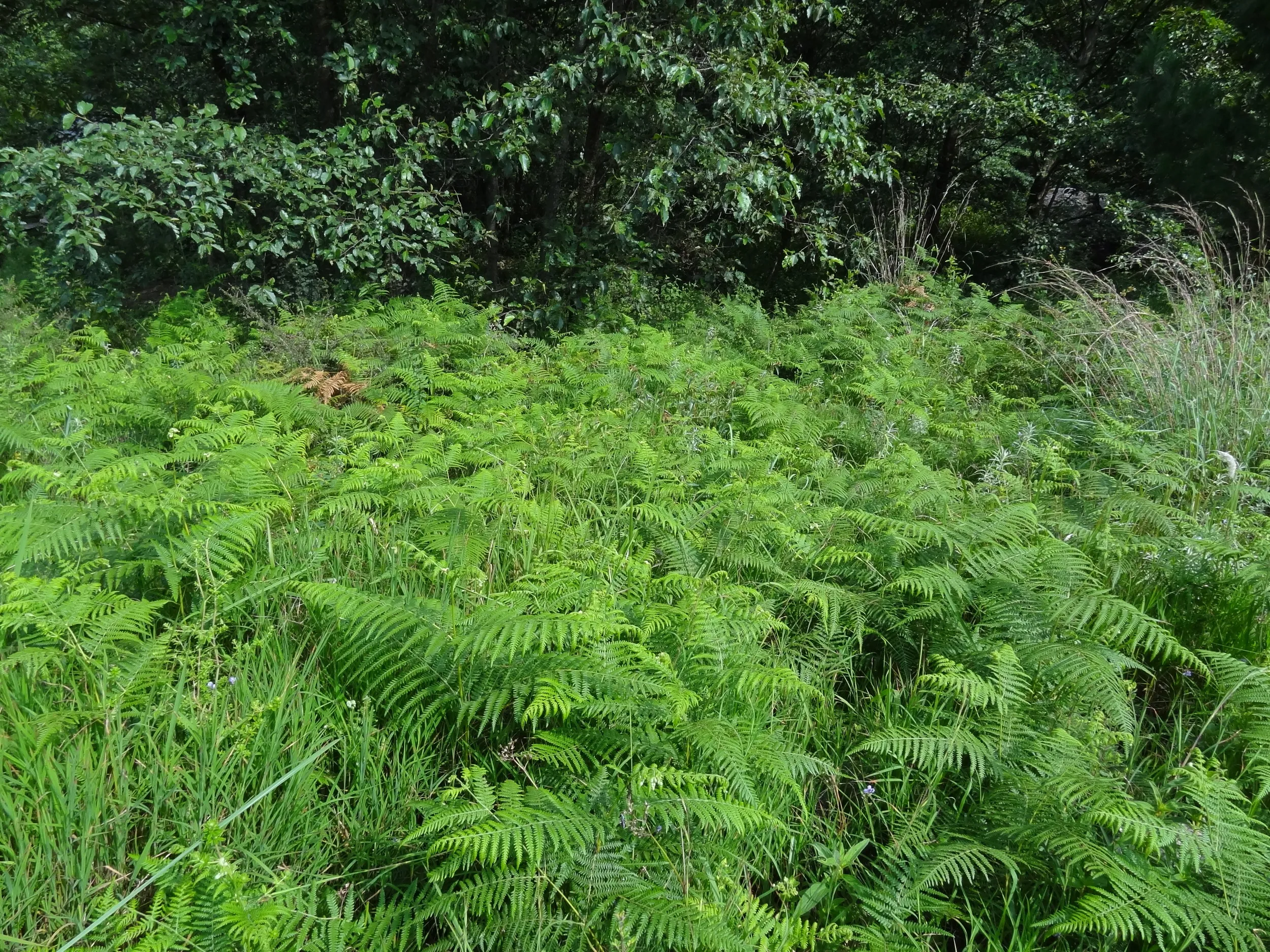 蒼山の桃渓谷に自生するシダ類