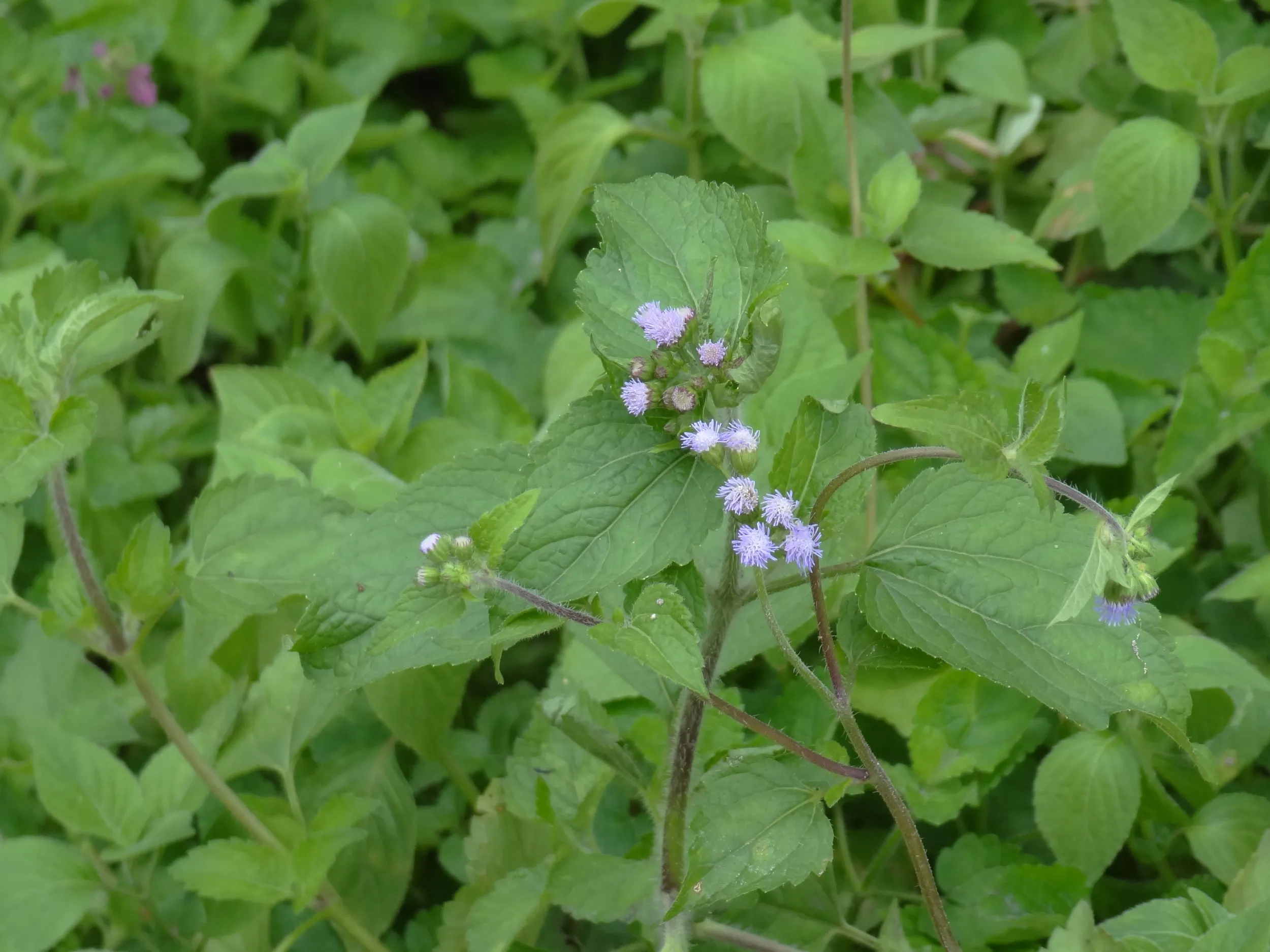 ドライブスルーに咲く花
