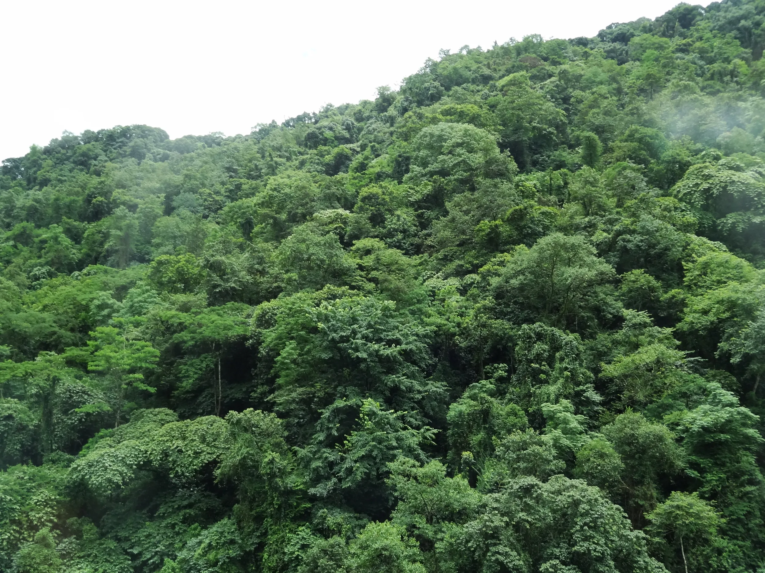 芒市郊外のジャングル