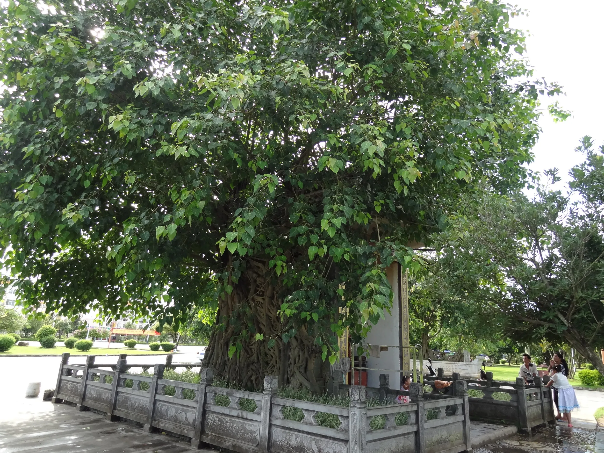 青知記念碑と大樹