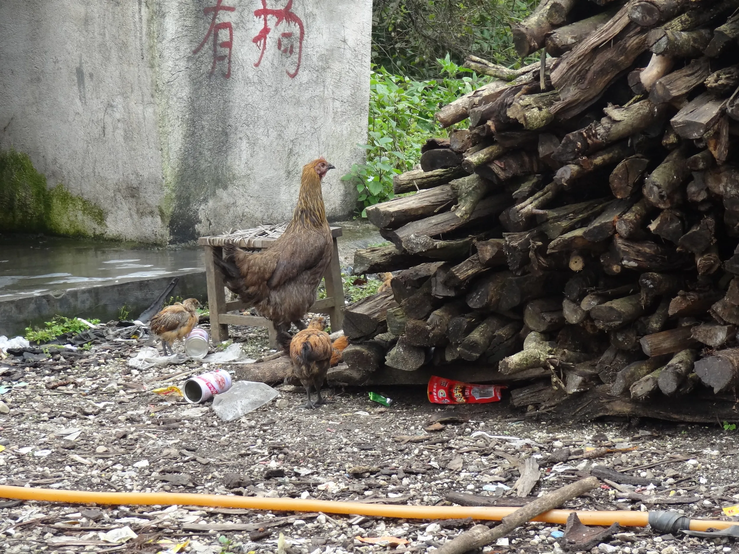 ドライブインで見た鶏
