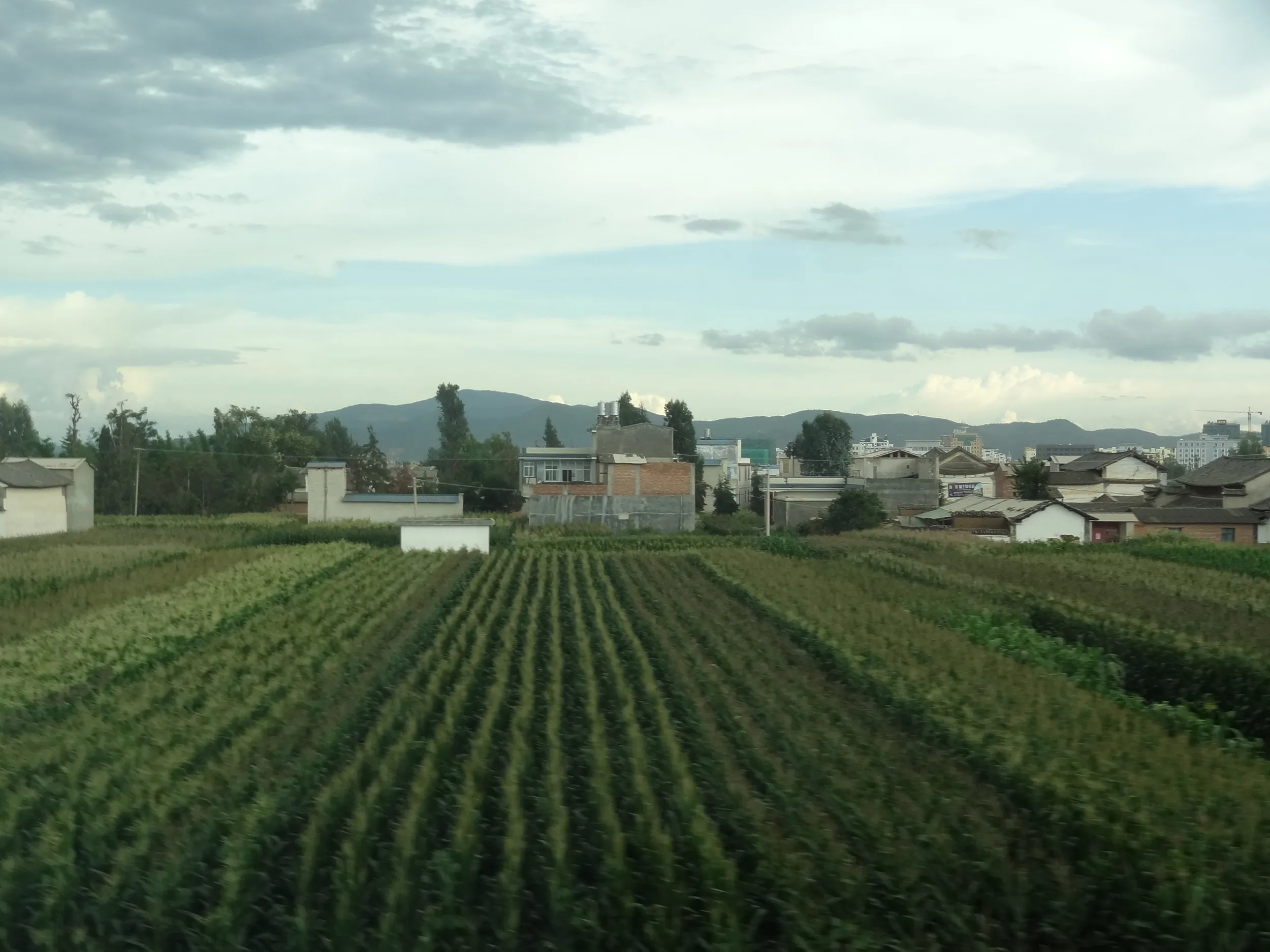 瑞麗郊外の田園風景