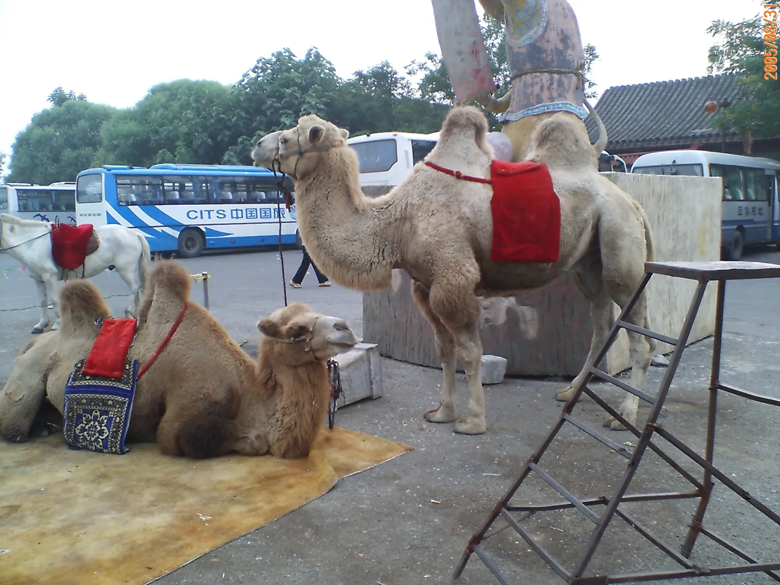 老北京のラクダ