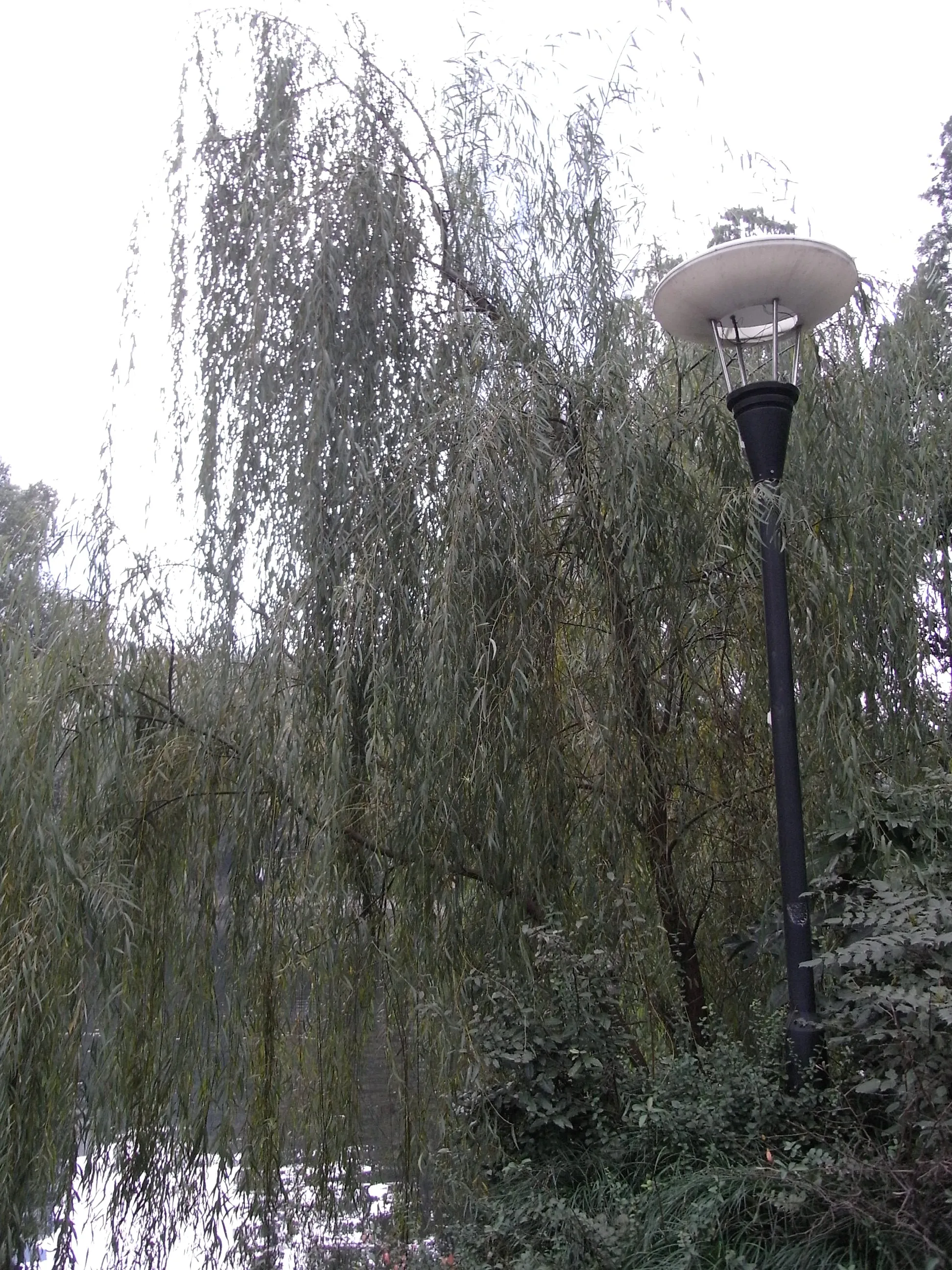 池のほとりのしだれ柳