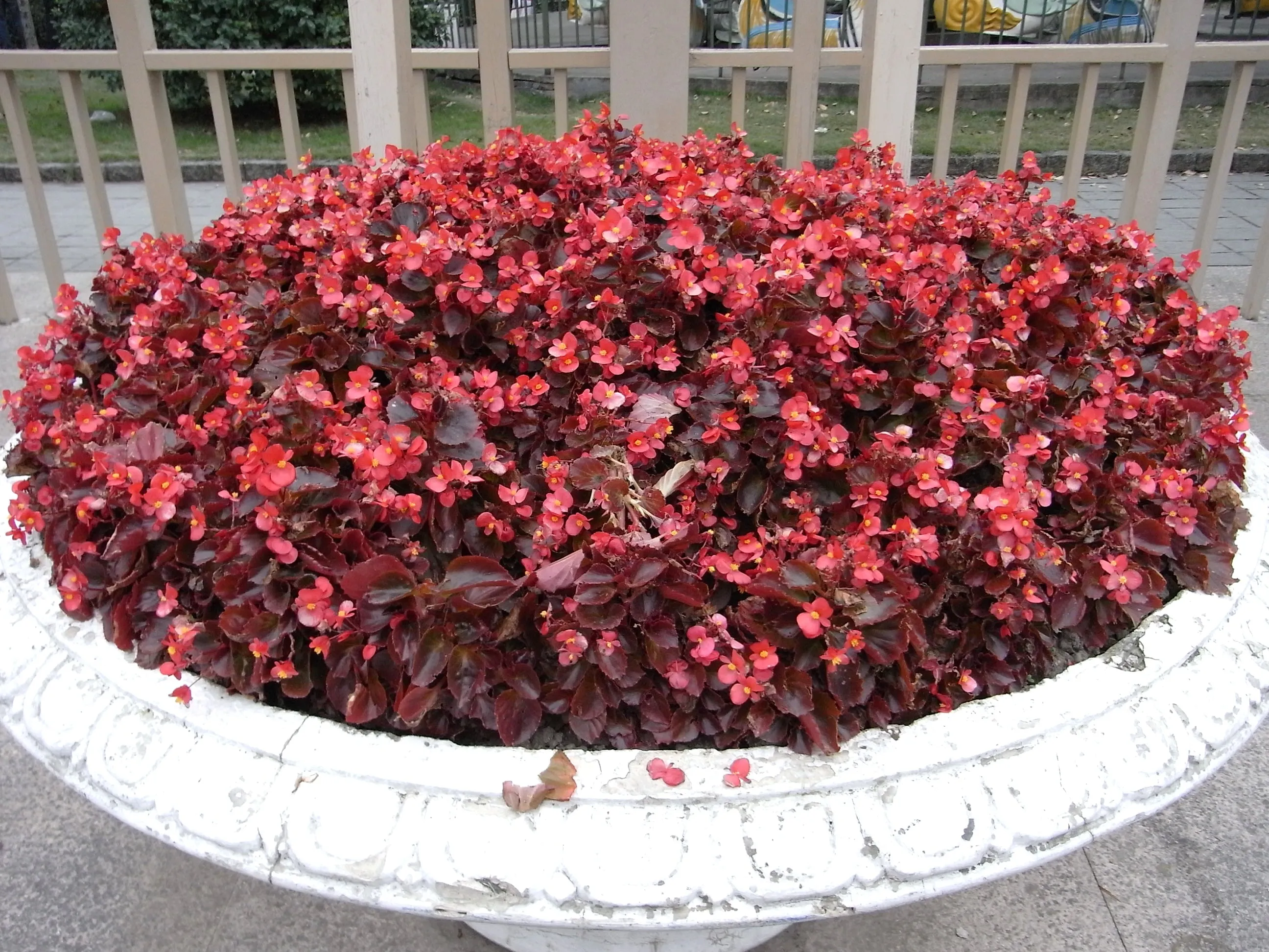 人民広場近くの赤い葉の花