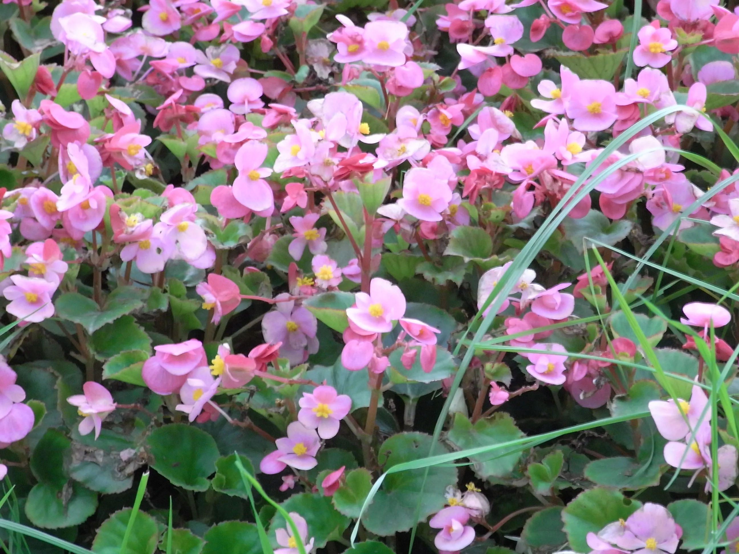 美術館付近に咲く花