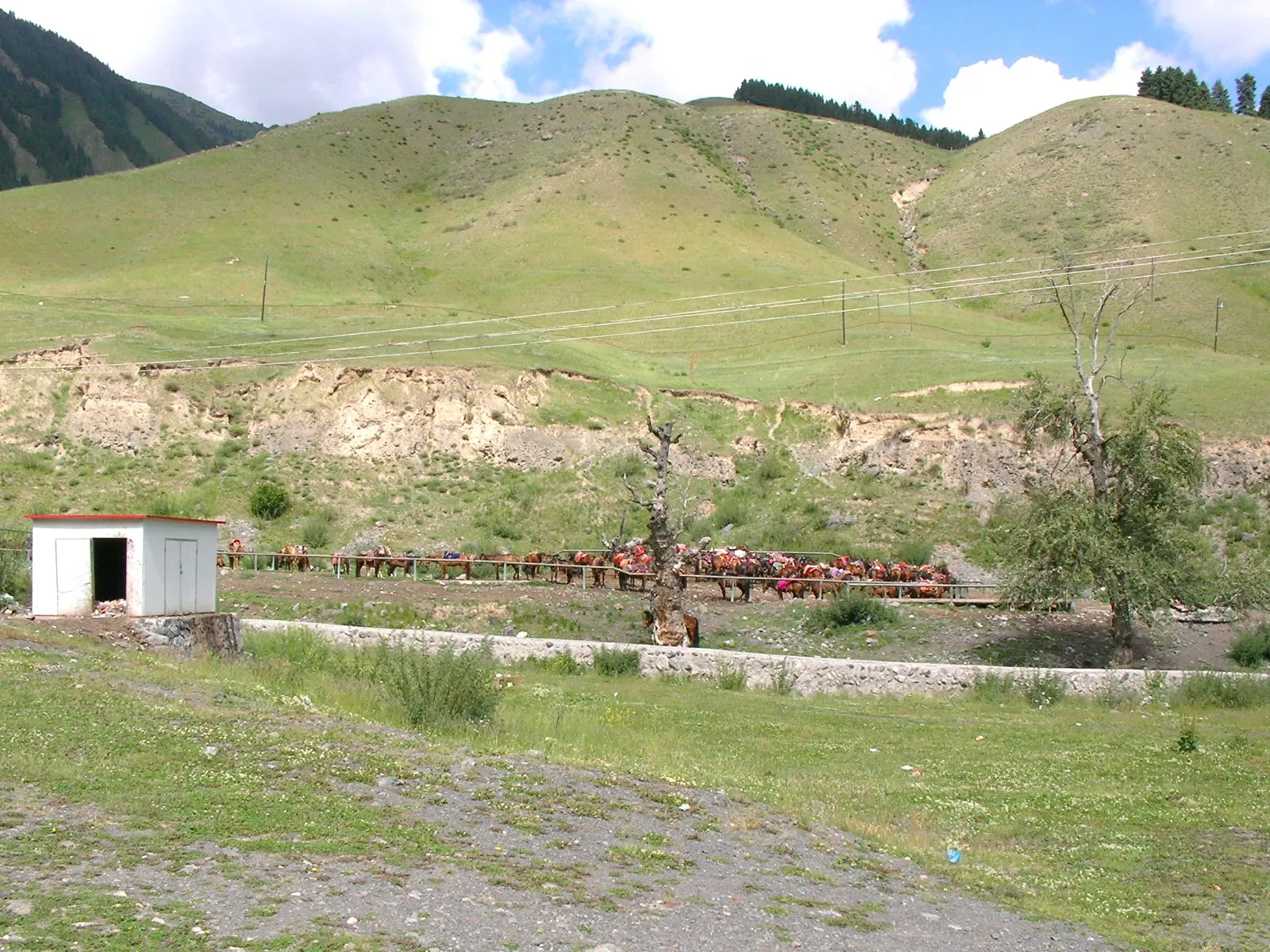 白楊溝の奥の滝へ向かう馬