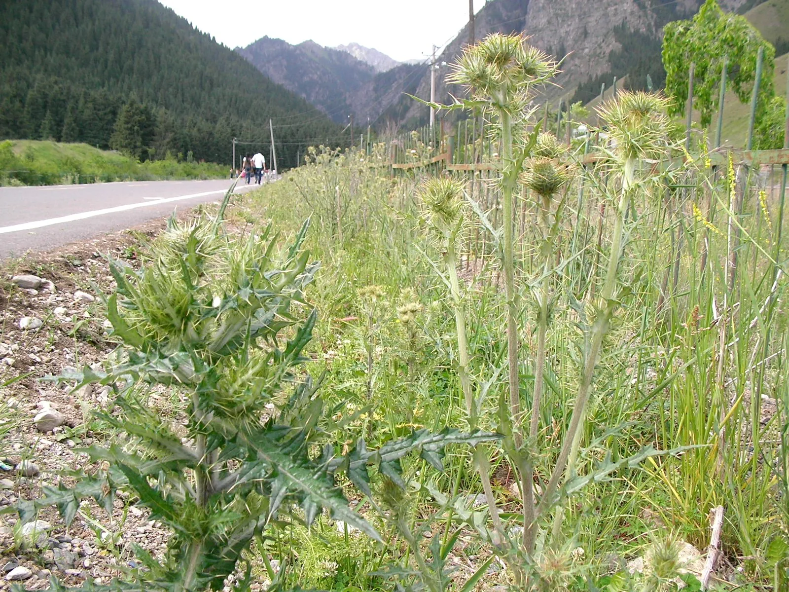 南山牧場の高山植物