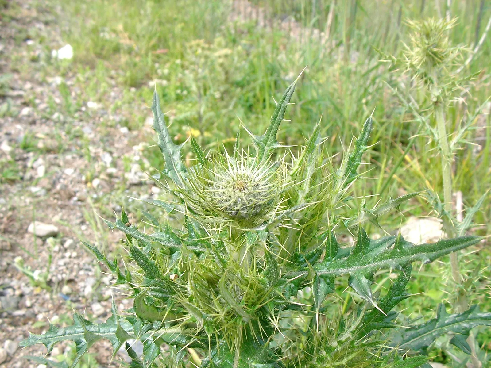 南山牧場のとげとげしい植物