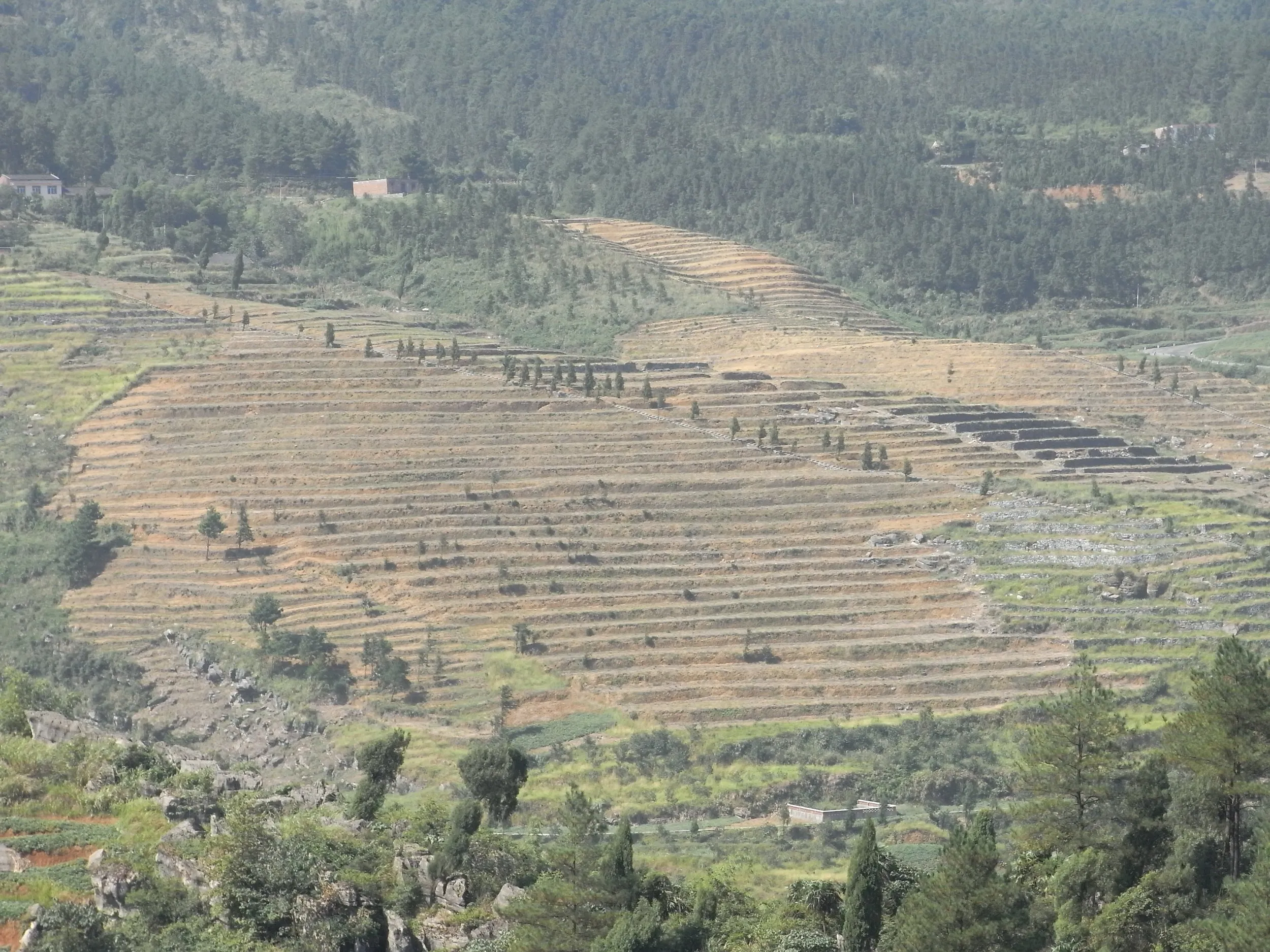 牧歌的な苗族の段々畑