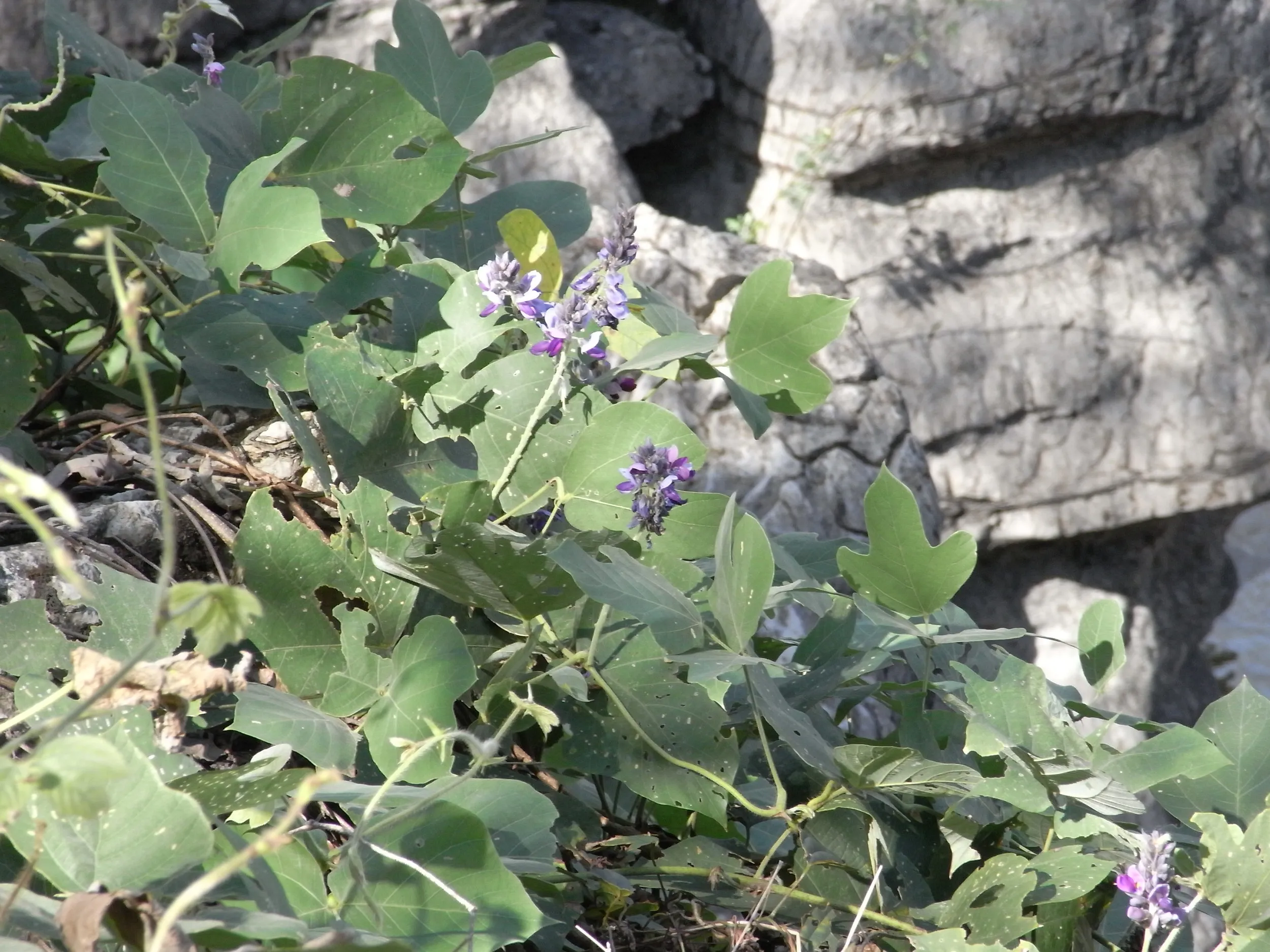 付近に咲いていた野花