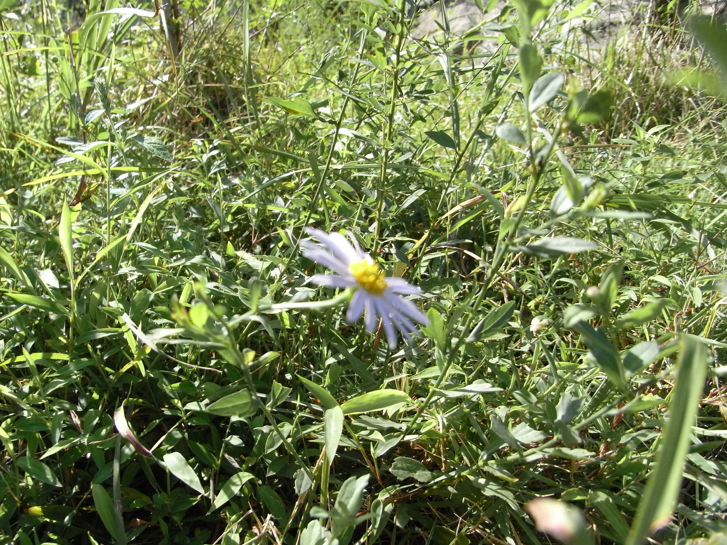 コスモス風の青い花
