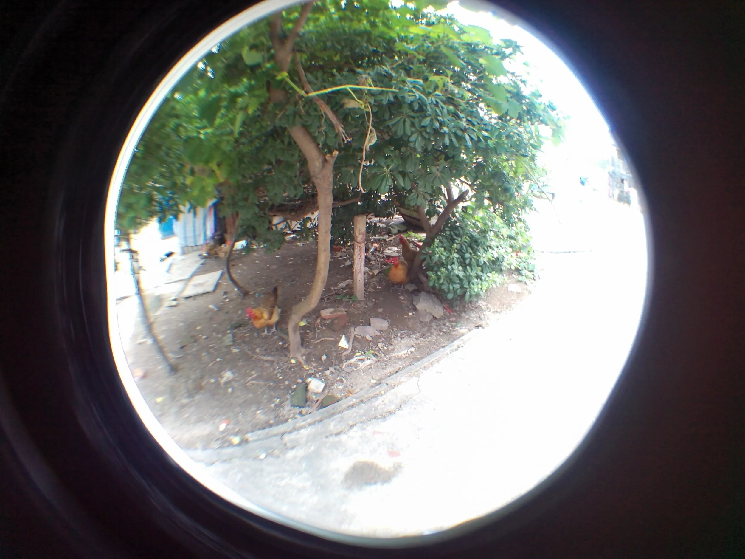 方橋商住小区付近で鶏を見る